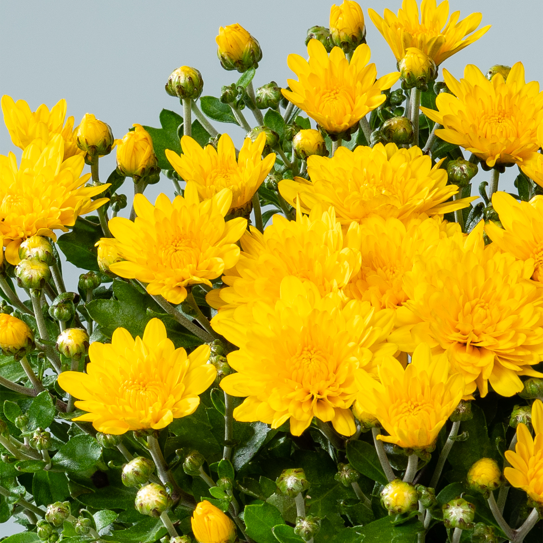 Leuchtend gelbe Chrysanthemenblüten in voller Blüte, umgeben von grünem Laub vor einem hellblaugrauen Hintergrund.