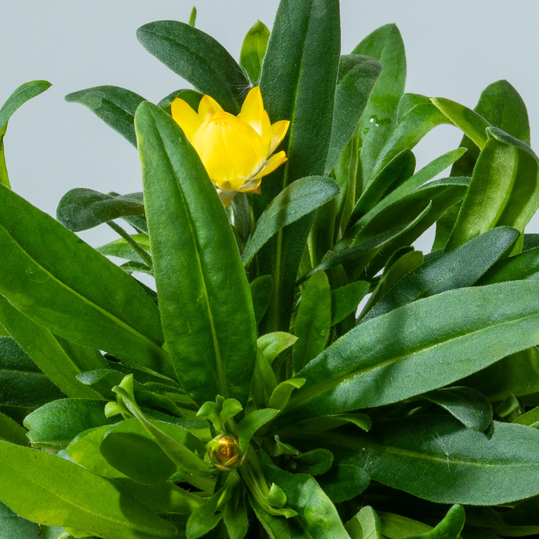 Das Bild zeigt eine lebendige Darstellung üppigen grünen Laubs mit einer einzelnen gelben Blume, die inmitten der grünen Blätter vor einem schlichten Hintergrund blüht.