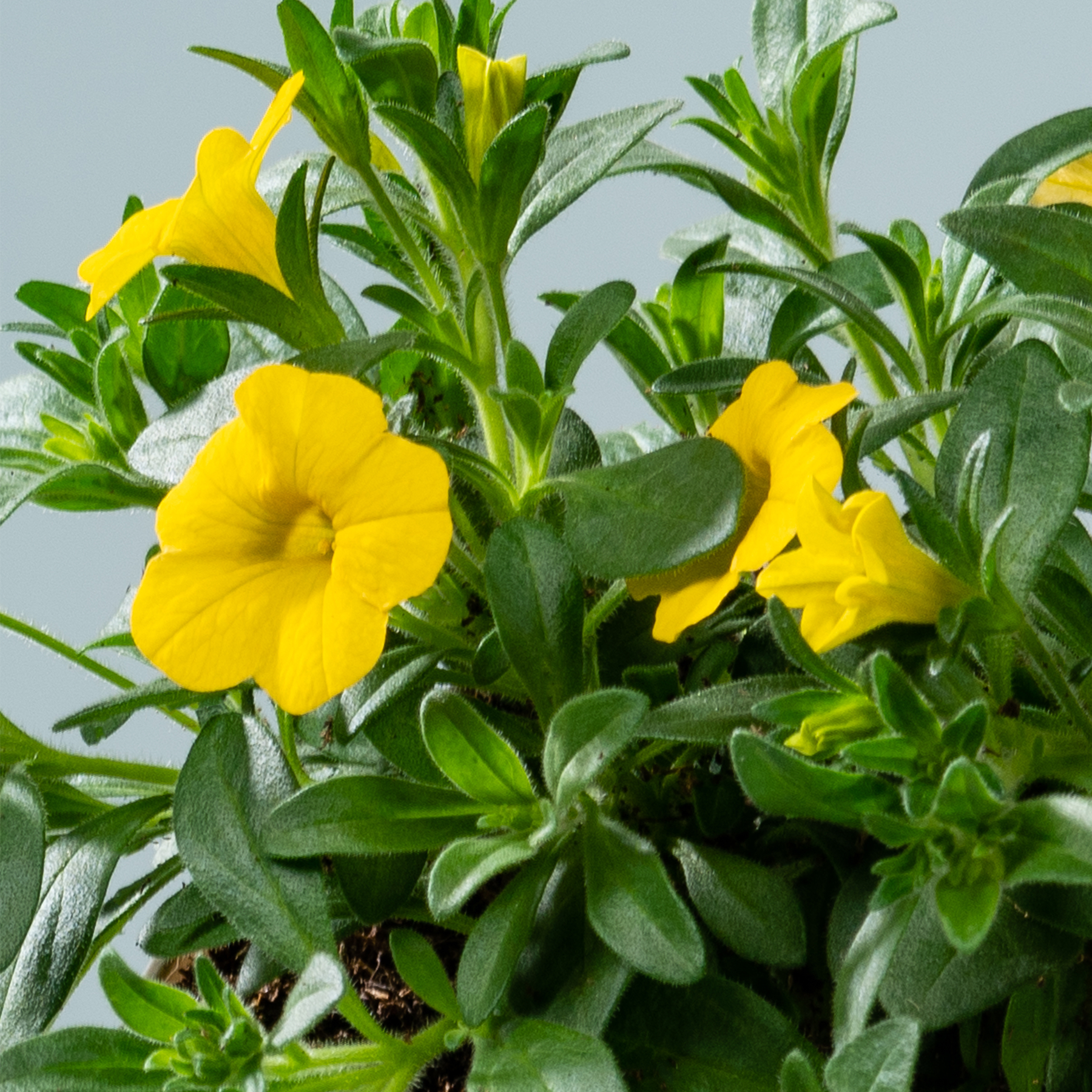 Leuchtend gelbe Blüten blühen inmitten üppiger grüner Blätter vor einem hellen Hintergrund.