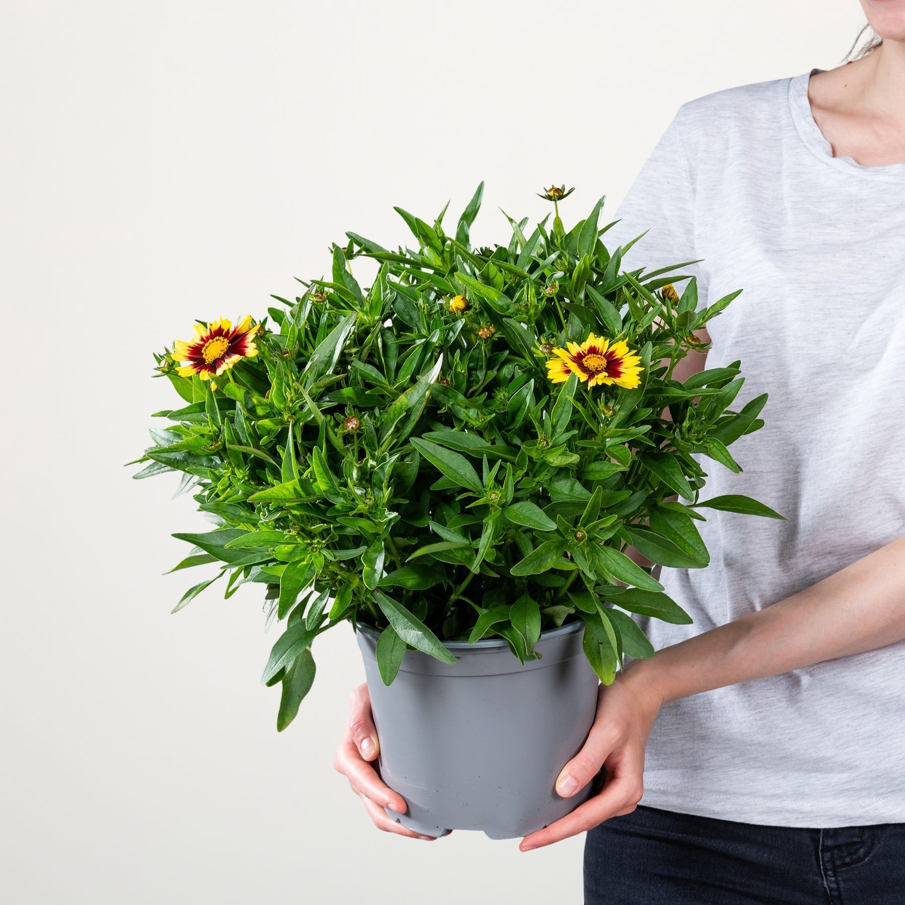 Eine Person hält eine große Topfpflanze mit üppigem grünem Laub und leuchtend gelben Sonnenblumen vor einem schlichten weißen Hintergrund.