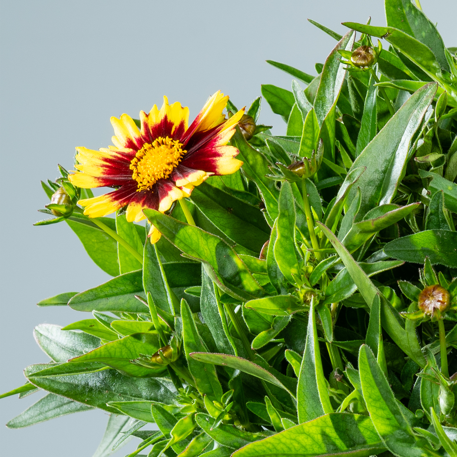 Eine leuchtend gelbe und rote Blume, umgeben von üppigem grünem Laub, steht vor einem hellblauen Himmel.