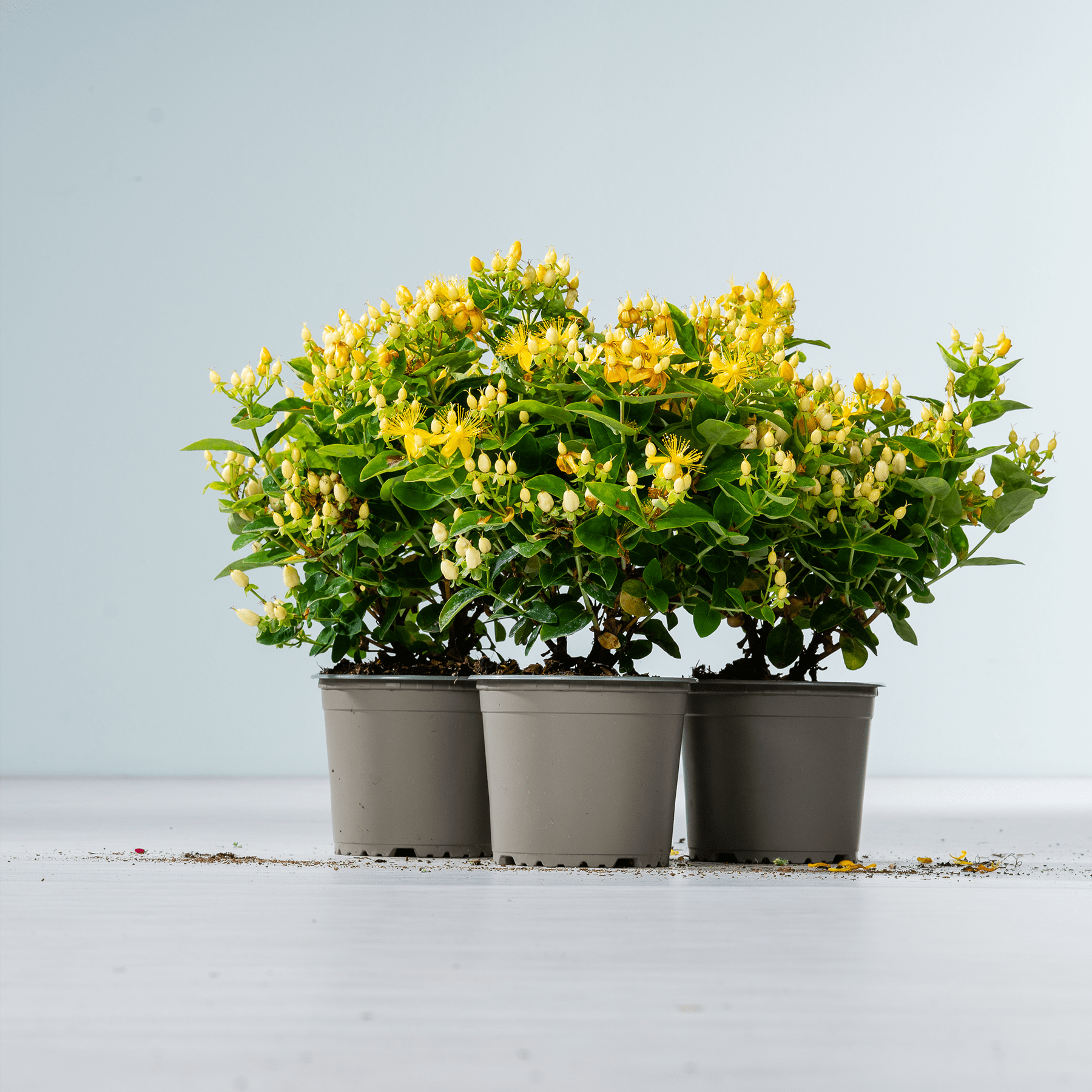 Eine Gruppe von Topfpflanzen mit leuchtend gelben Blüten steht auf einer schlichten Fläche vor einem hellblauen Hintergrund.