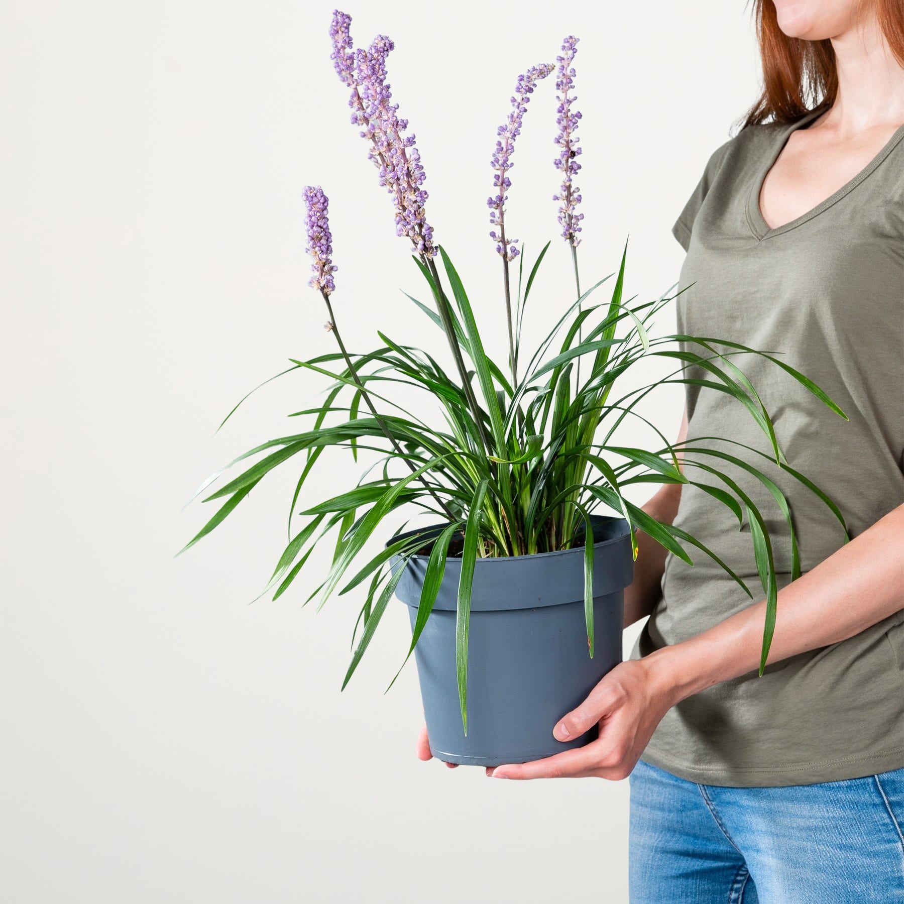 Eine Person in einem grünen Hemd hält eine Topfpflanze mit leuchtend violetten Blüten vor einem schlichten weißen Hintergrund.