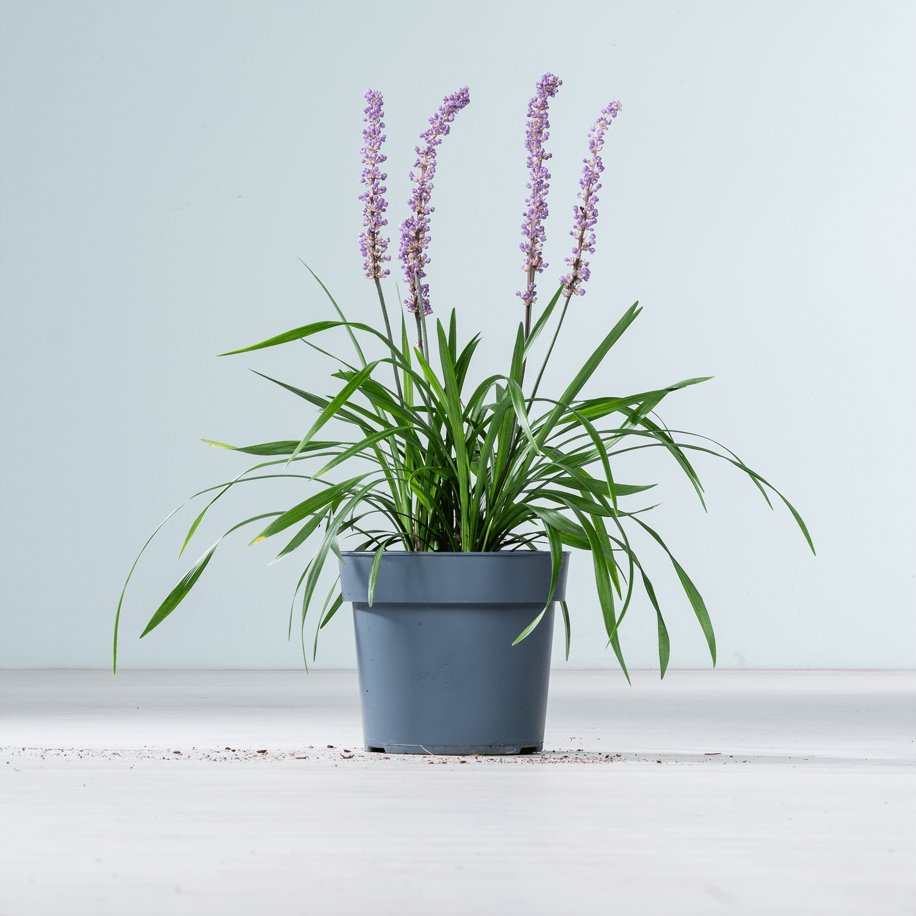 Eine Topfpflanze mit leuchtend violetten Blüten steht auf einer weißen Fläche vor einem schlichten Hintergrund.