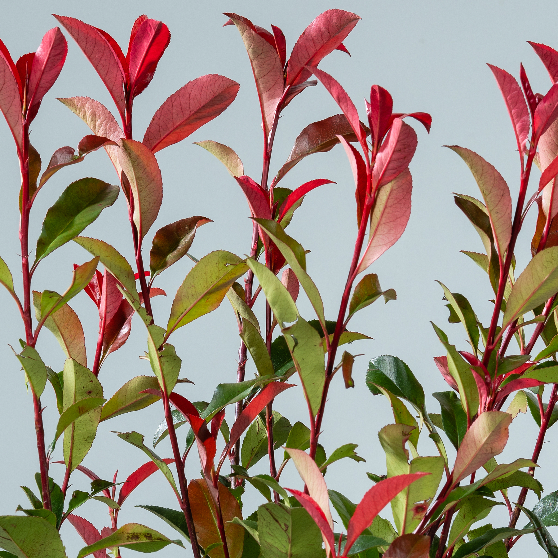 Leuchtend rote und grüne Blätter einer Pflanze vor einem hellblauen Himmel schaffen eine eindrucksvolle Naturszene.