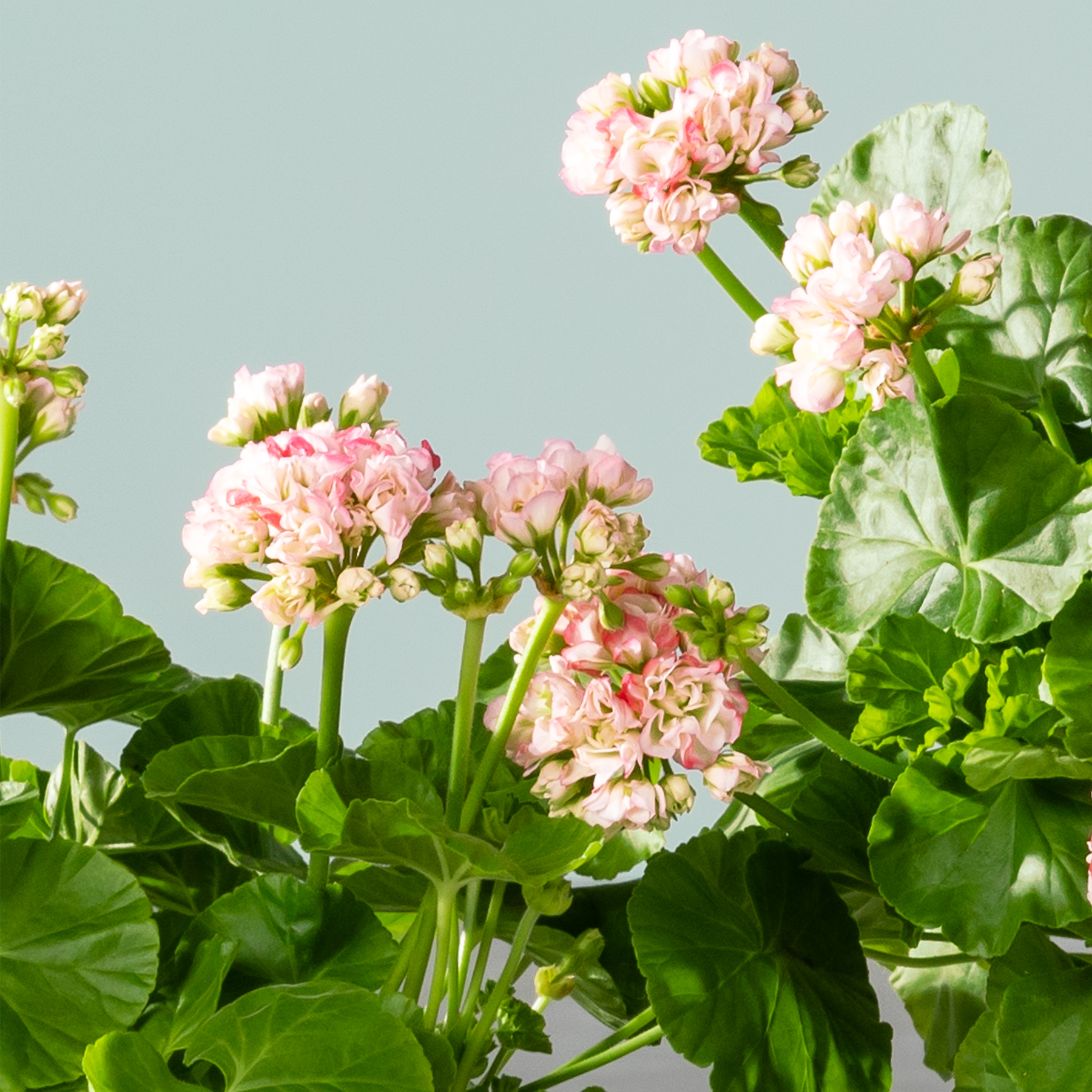 Leuchtend rosa und weiße Blüten mit üppigen grünen Blättern vor einem weichen, gedämpften Hintergrund.