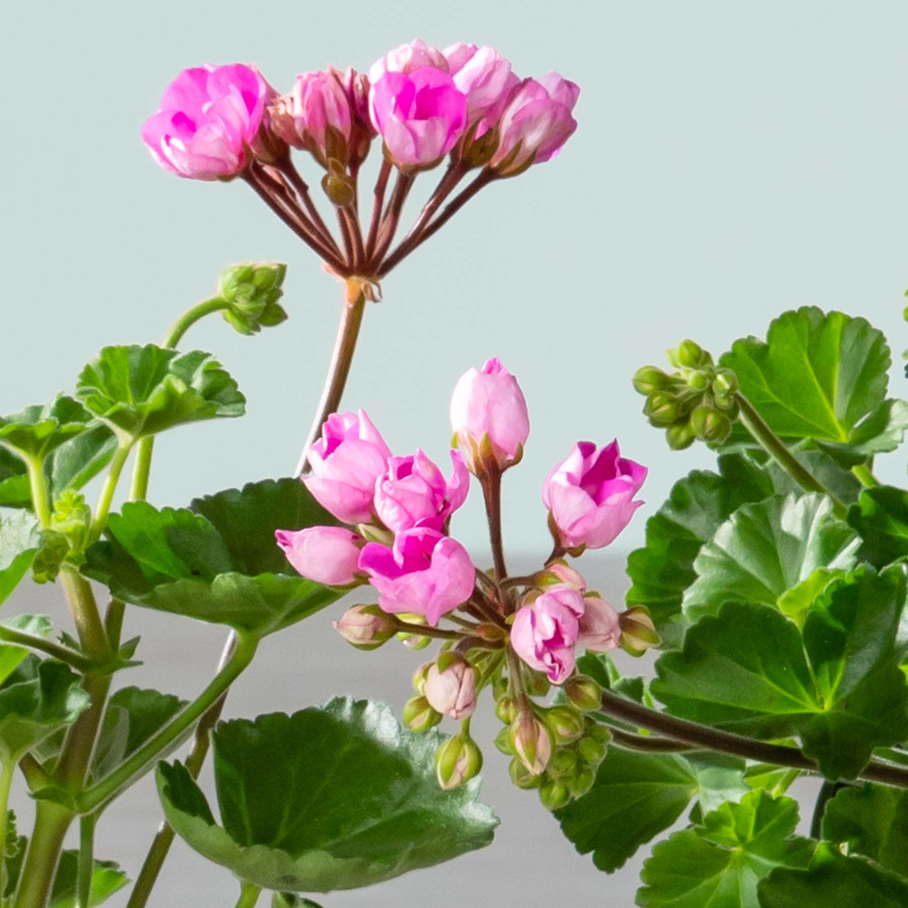 Leuchtend rosa Blüten mit grünen Blättern vor einem hellblaugrünen Hintergrund.