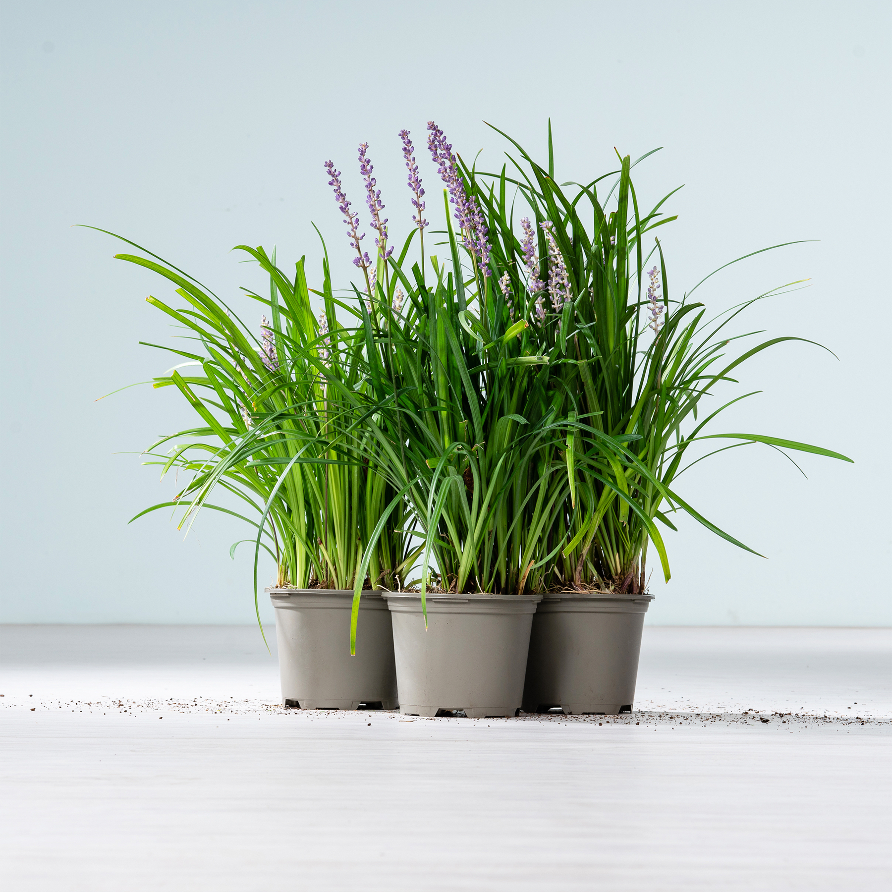 Das Bild zeigt mehrere Topfpflanzen mit üppigem grünem Laub und violetten Blüten, die auf einer weißen Fläche vor einem schlichten Hintergrund platziert sind.