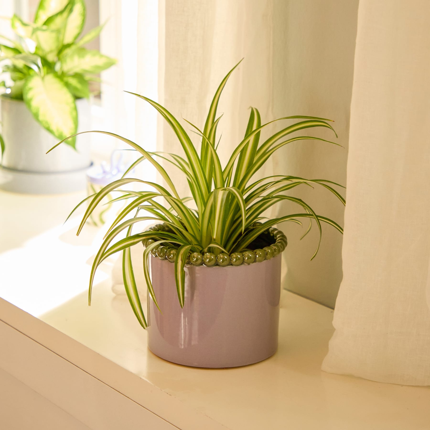 Die Hände einer Person halten eine grüne Topfpflanze mit langen, schlanken Blättern vor einem schlichten weißen Hintergrund.