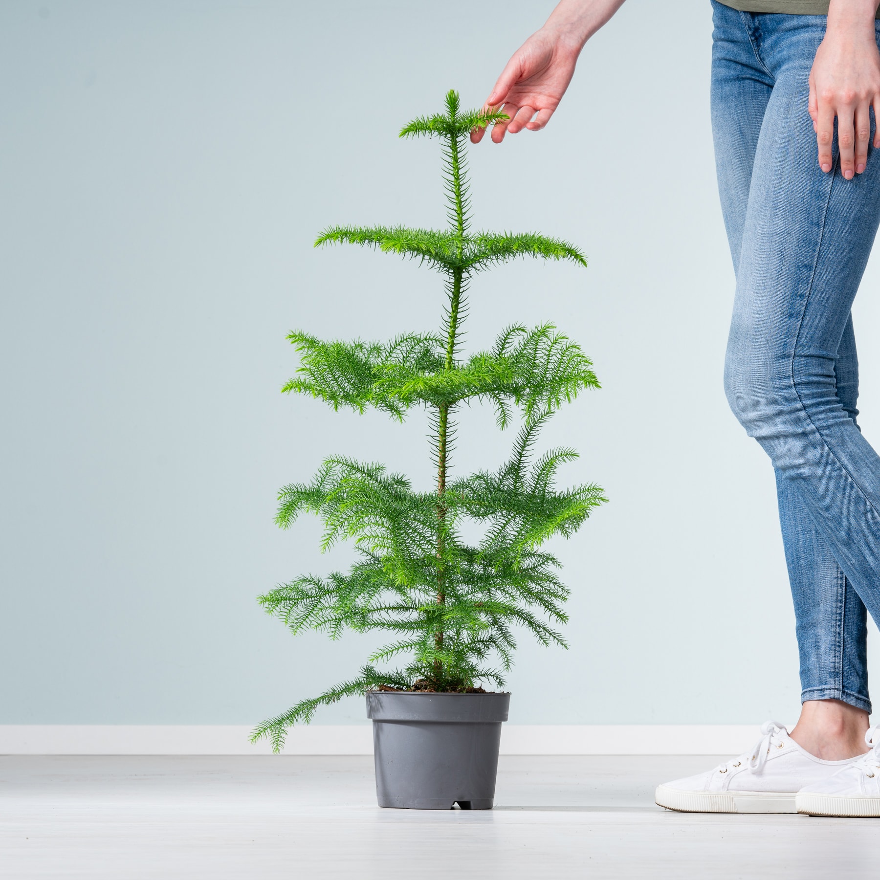 Auf einem weißen Boden steht eine immergrüne Topfpflanze mit üppigem, grünem Laub. Im Vordergrund sind die Beine und Füße einer Person zu sehen, die Blue Jeans und weiße Turnschuhe trägt.