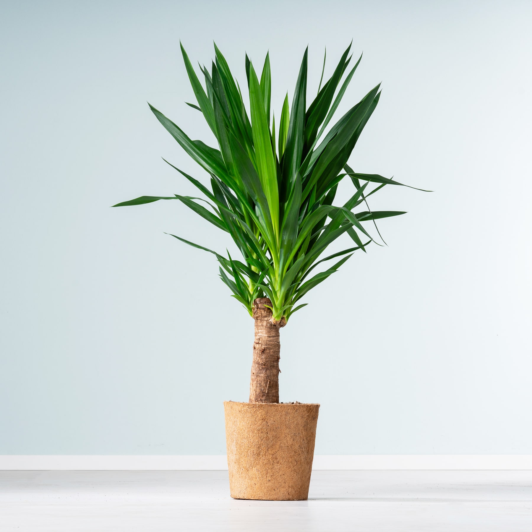 Eine Topf-Yucca-Pflanze mit üppigen, grünen Blättern steht auf einer weißen Fläche vor einem hellblauen Hintergrund.