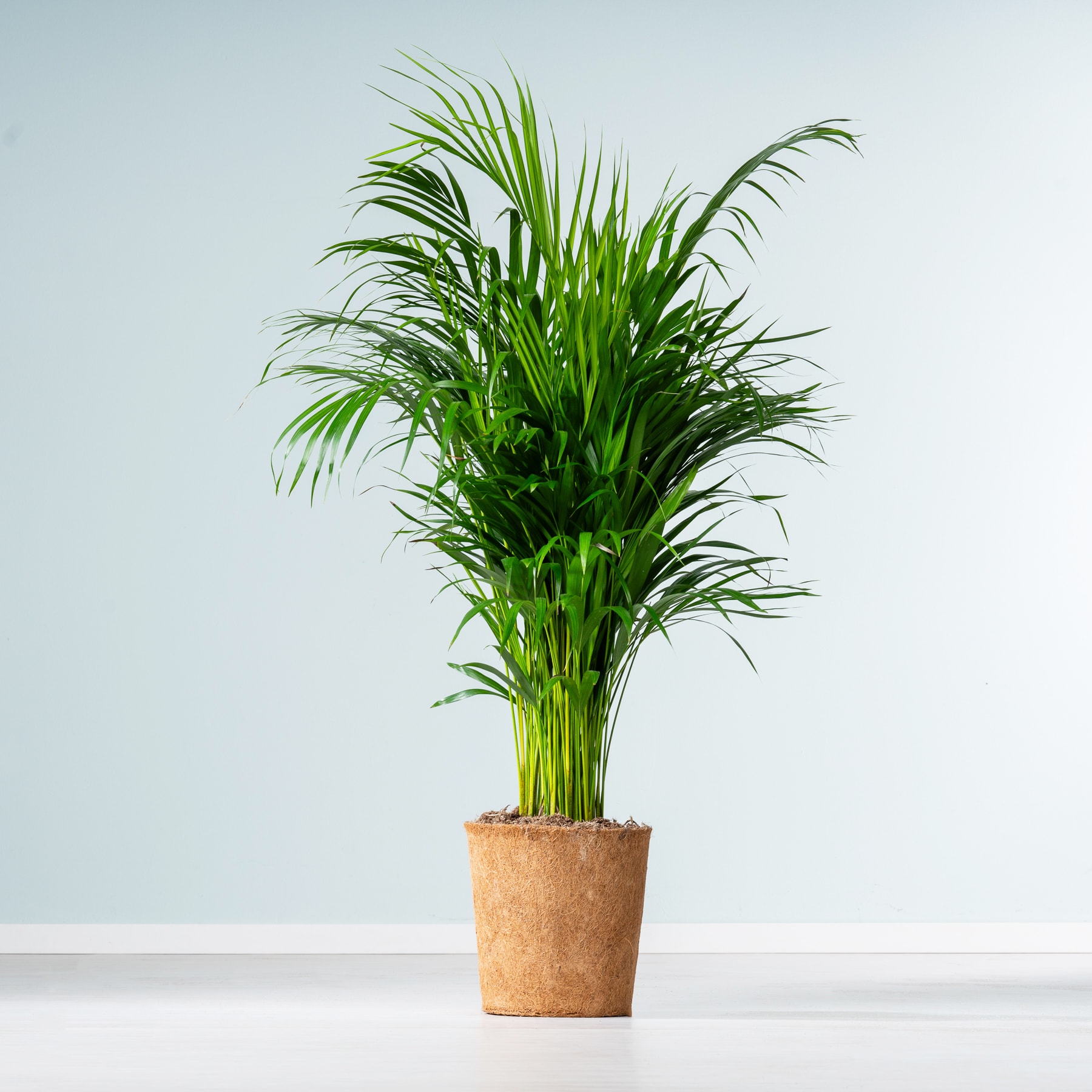 Eine üppige, grüne Palme steht in einem Terrakotta-Topf vor einem schlichten, hellblauen Hintergrund.