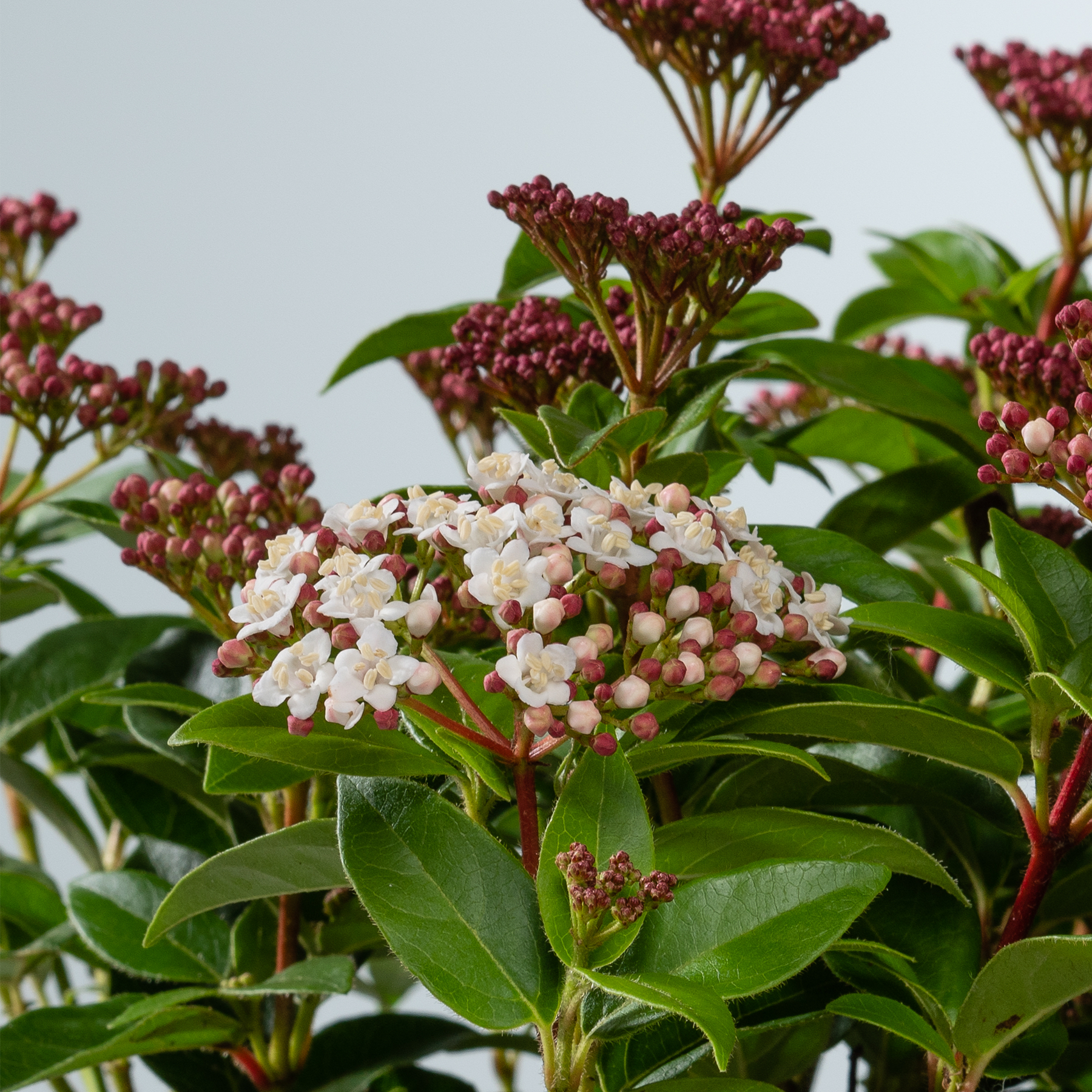 Das Bild zeigt eine Ansammlung kleiner, zarter weißer und rosa Blüten, umgeben von üppigen grünen Blättern vor einem unscharfen Hintergrund.