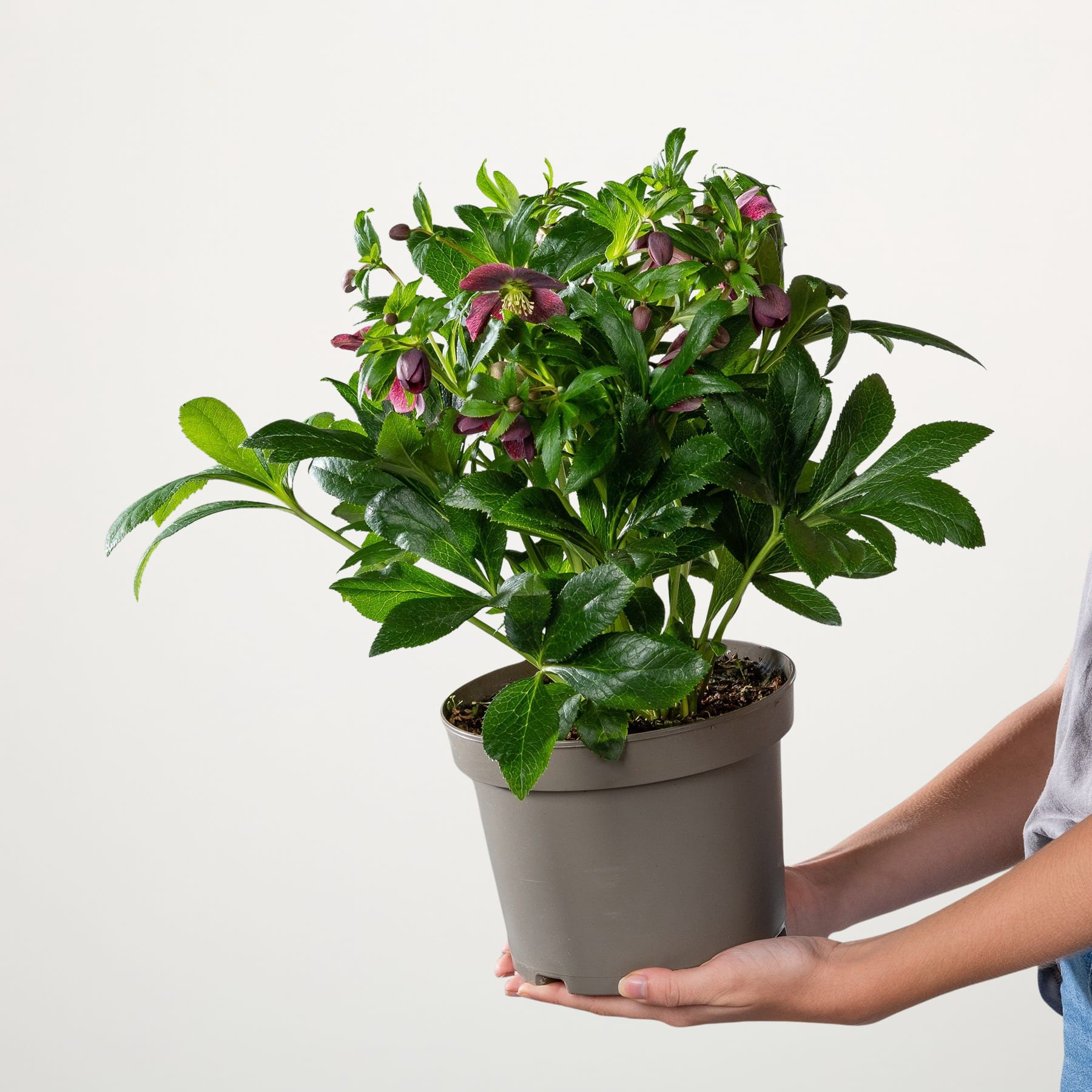 Eine üppige, grüne Topfpflanze mit leuchtend violetten Blüten wird vor einem schlichten weißen Hintergrund in den Händen einer Person gehalten.