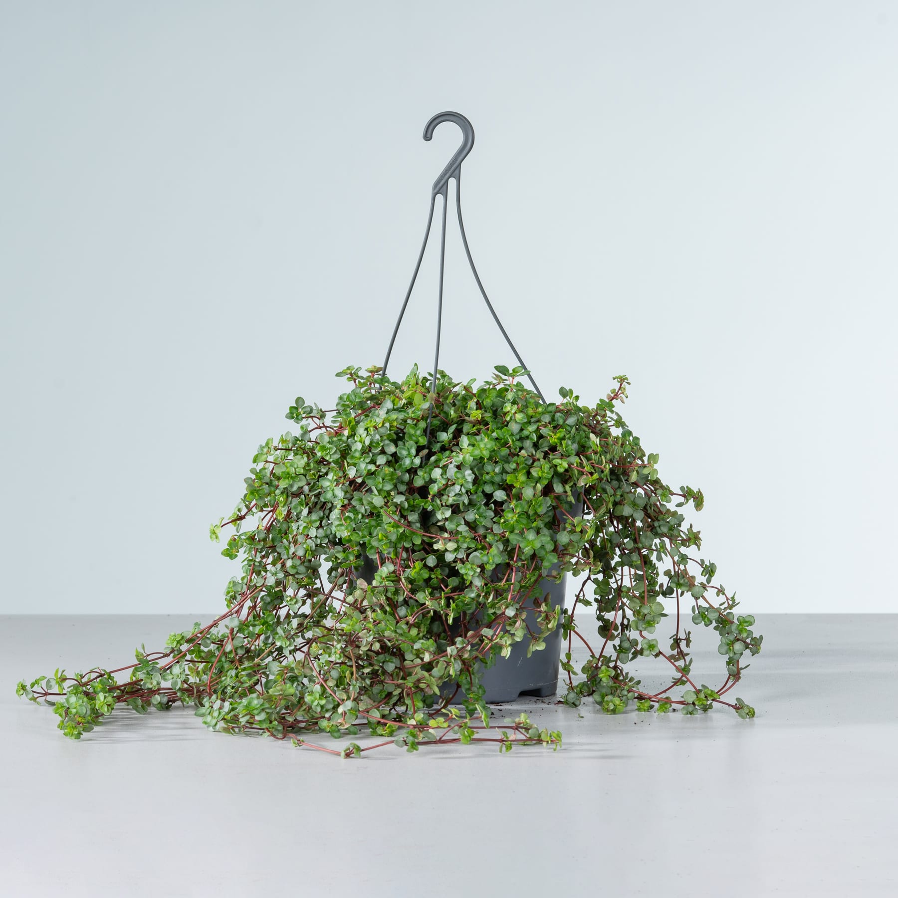 Ein hängender Blumentopf voller üppiger, herabhängender Pflanzen steht vor einem schlichten, hellen Hintergrund.