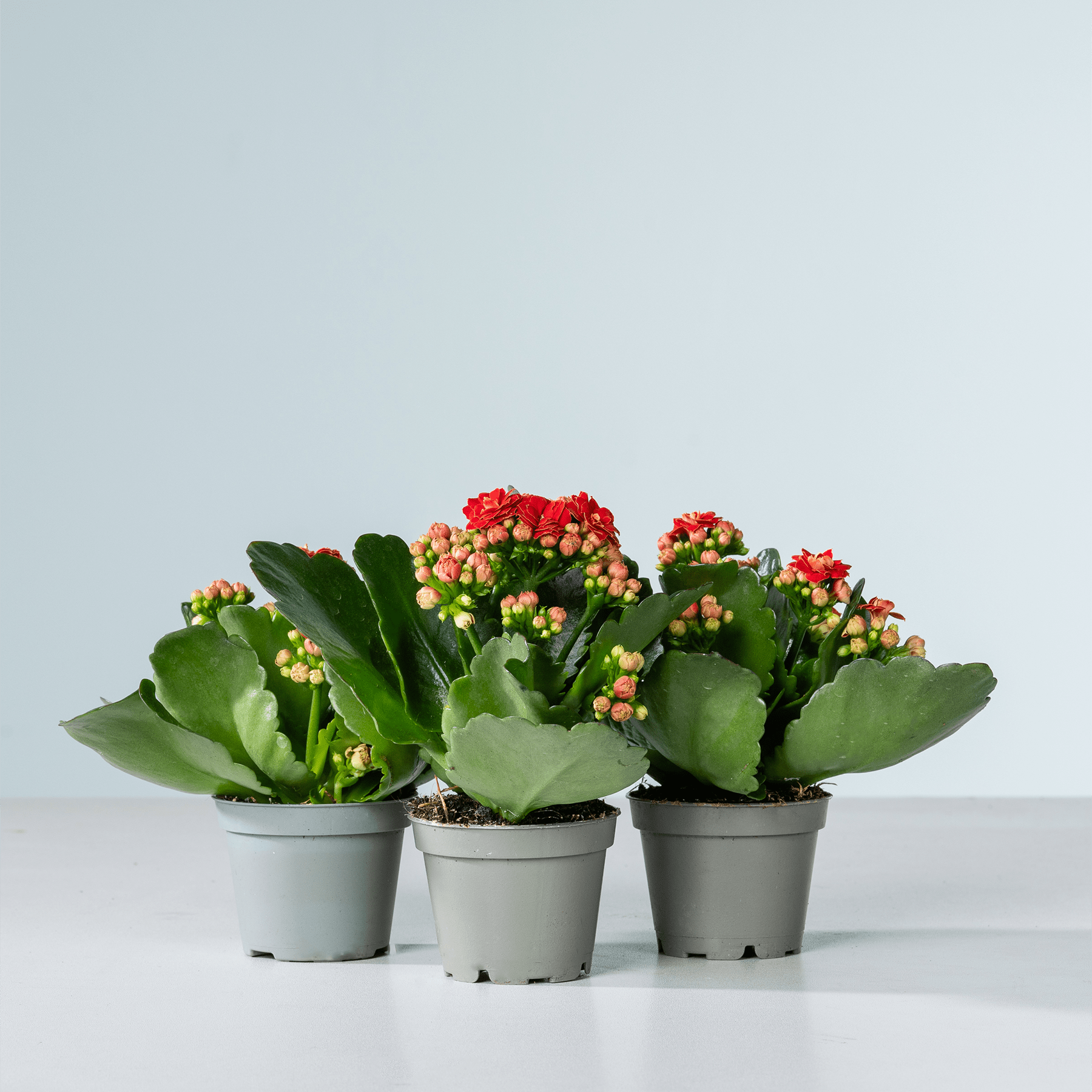 Drei Topfpflanzen mit leuchtend roten und gelben Blüten stehen auf einem schlichten, hellen Hintergrund.