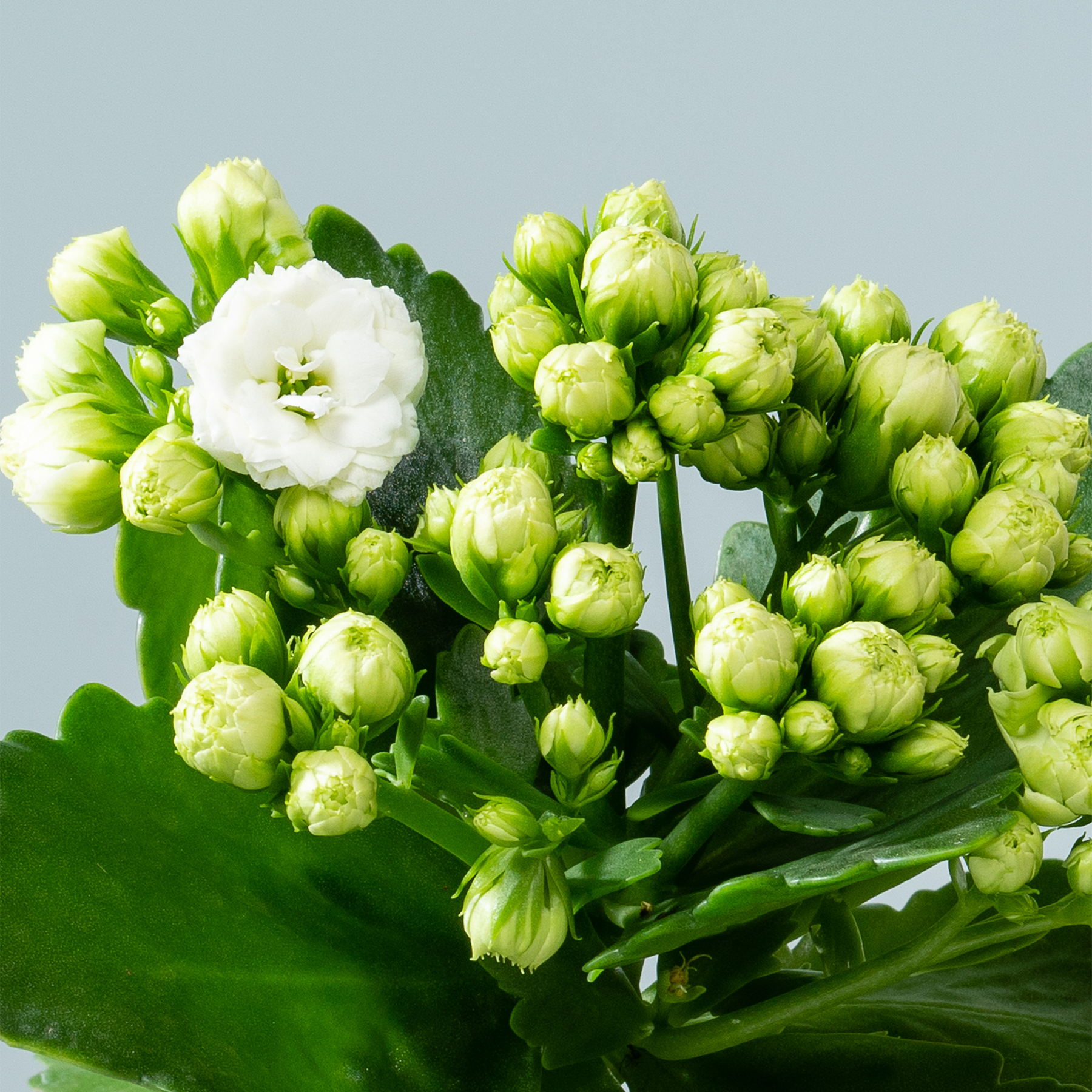 Das Bild zeigt einen leuchtenden Strauß grüner und weißer Blumen mit fest geschlossenen Knospen und einer einzelnen offenen Blüte vor einem hellblaugrauen Hintergrund.