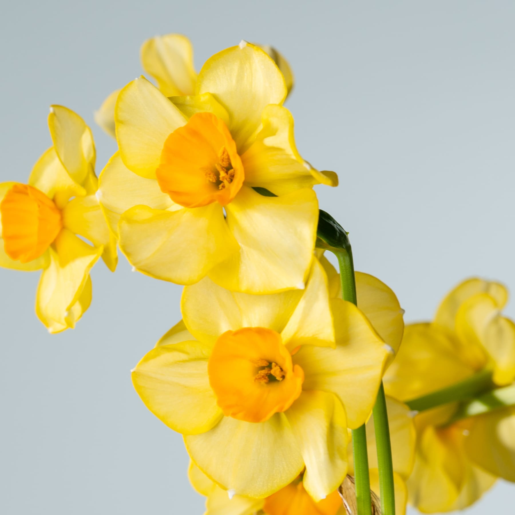Leuchtend gelbe Narzissen mit orangefarbener Mitte heben sich von einem weichen, hellblauen Hintergrund ab.