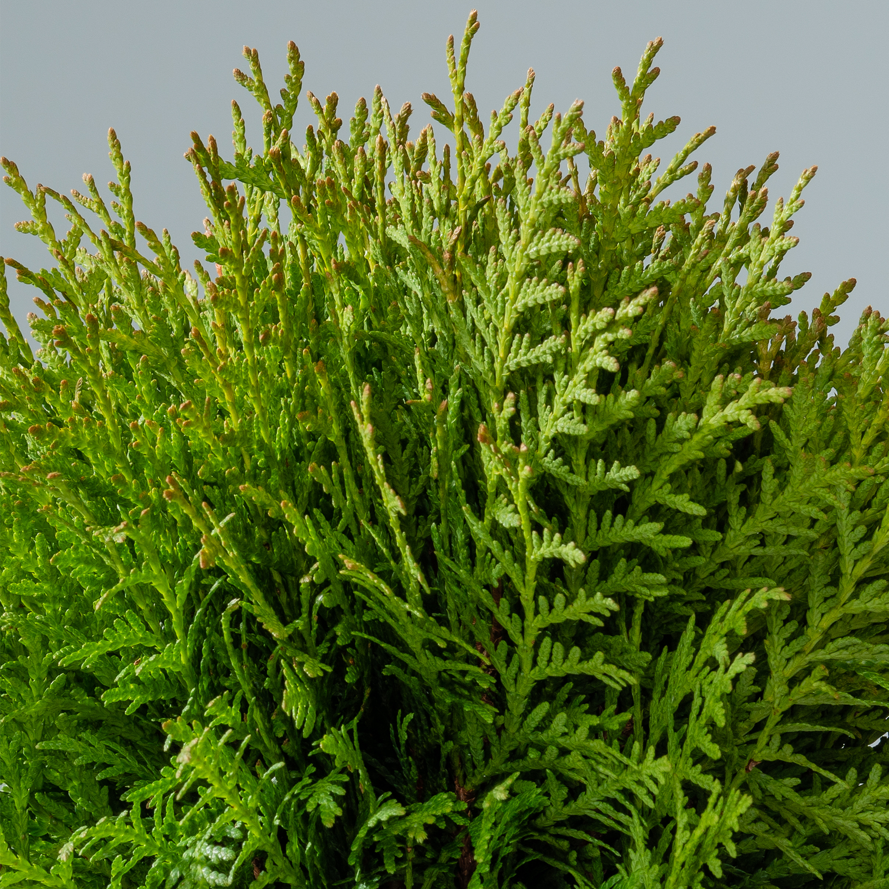 Das Bild zeigt eine üppige, grüne Ansammlung farnähnlicher Blätter mit zarten, federleichten Wedeln in leuchtenden Grüntönen vor einem klaren, hellblauen Himmel.