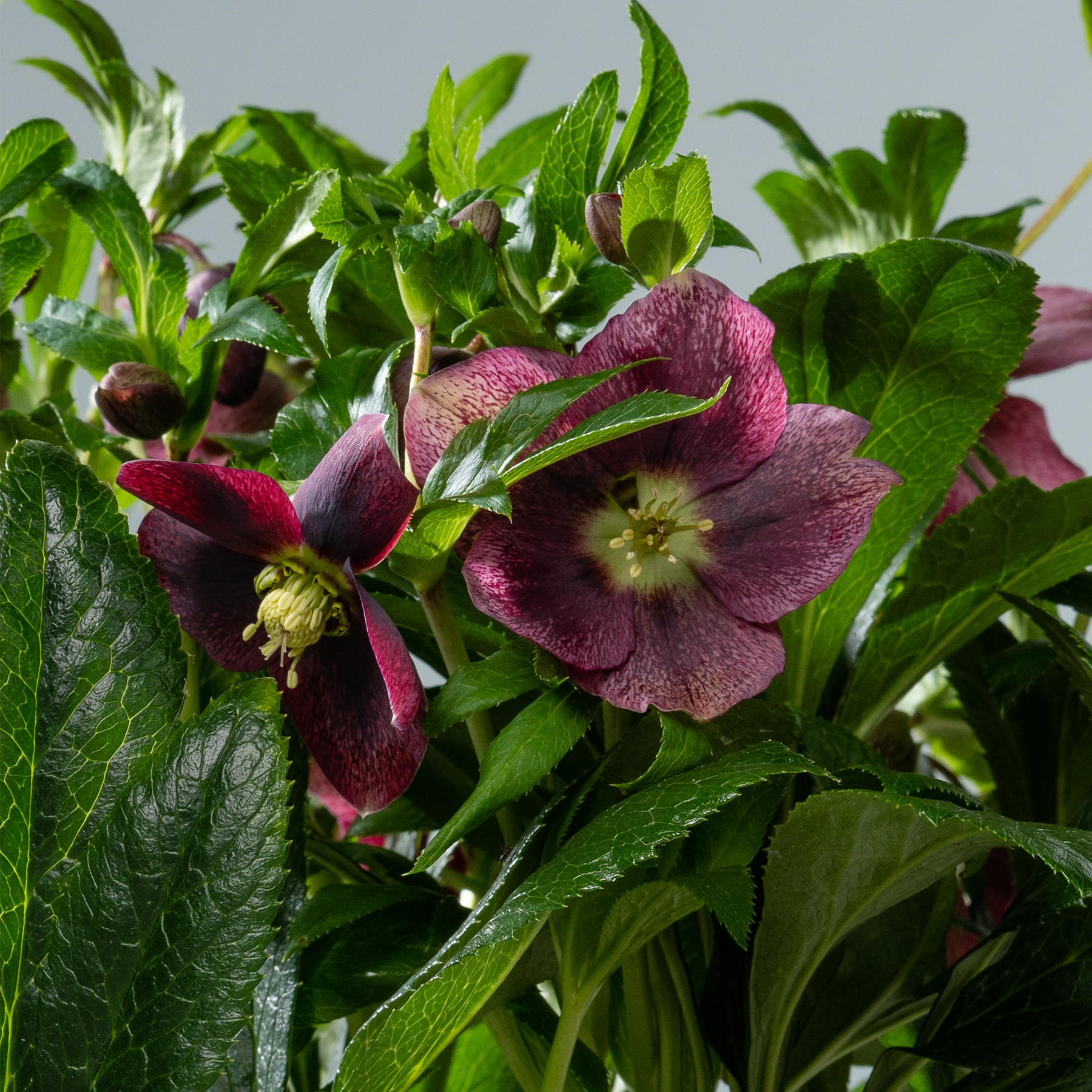 Das Bild zeigt eine Nahaufnahme einer leuchtend dunkelvioletten Nieswurzblüte, umgeben von üppigem grünem Laub vor einem weichen, unscharfen Hintergrund.