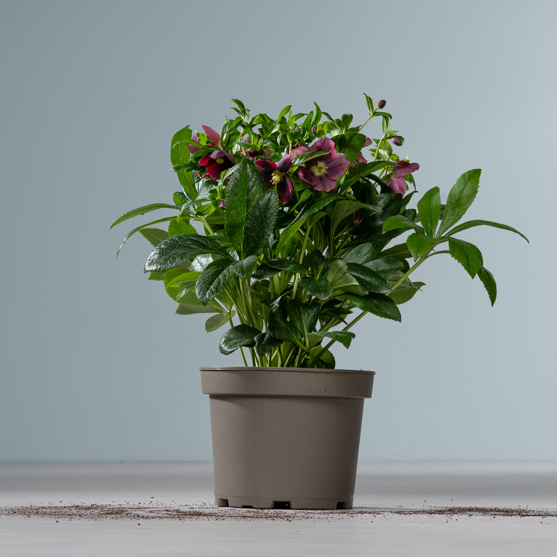 Eine Topfpflanze mit üppigen grünen Blättern und leuchtend violetten Blüten steht auf einer Holzoberfläche vor einem schlichten grauen Hintergrund.