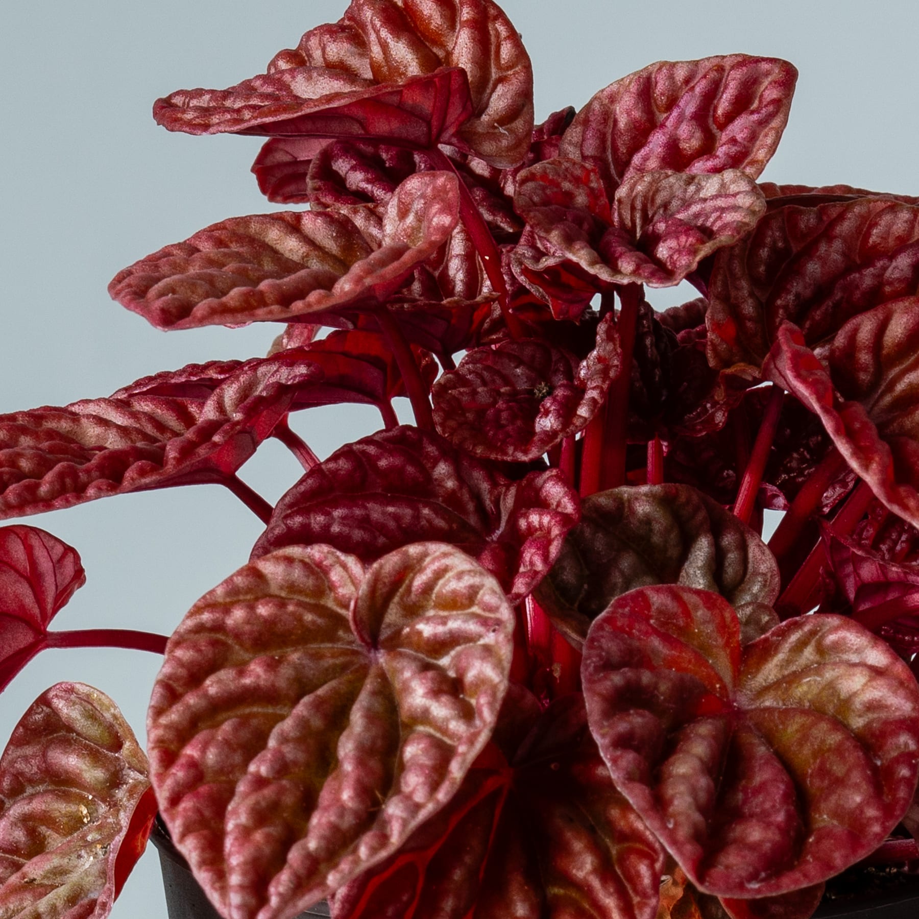 Leuchtend rote und rosa Blätter mit komplizierten Mustern und Texturen vor einem gedämpften blaugrauen Hintergrund.