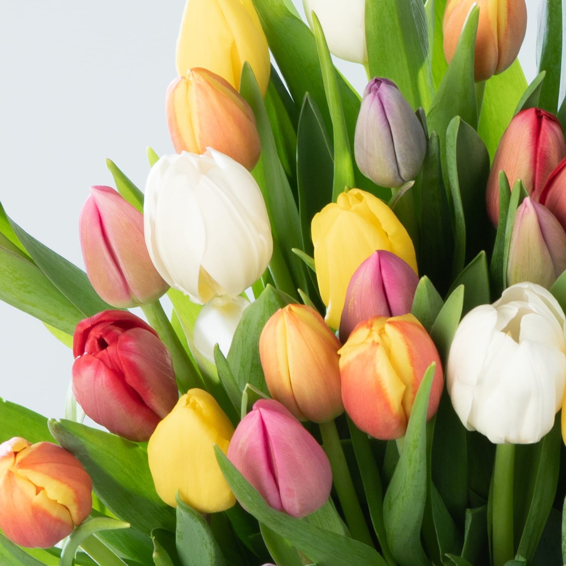 Eine Hand arrangiert einen Strauß bunter Tulpen in einer Glasvase vor einem schlichten beigen Hintergrund.