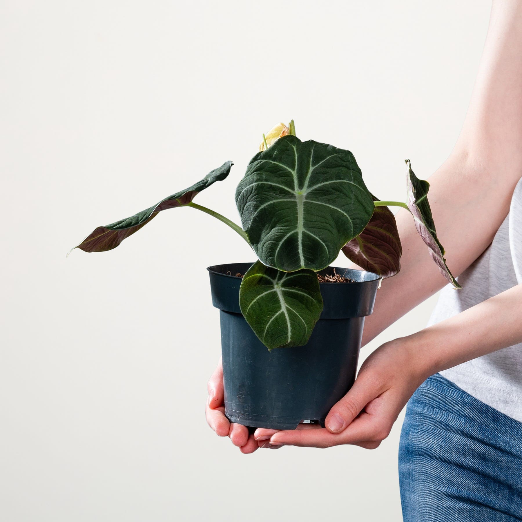 Die Hände einer Person halten eine Topfpflanze mit großen, grünen Blättern vor einem schlichten, hellen Hintergrund.