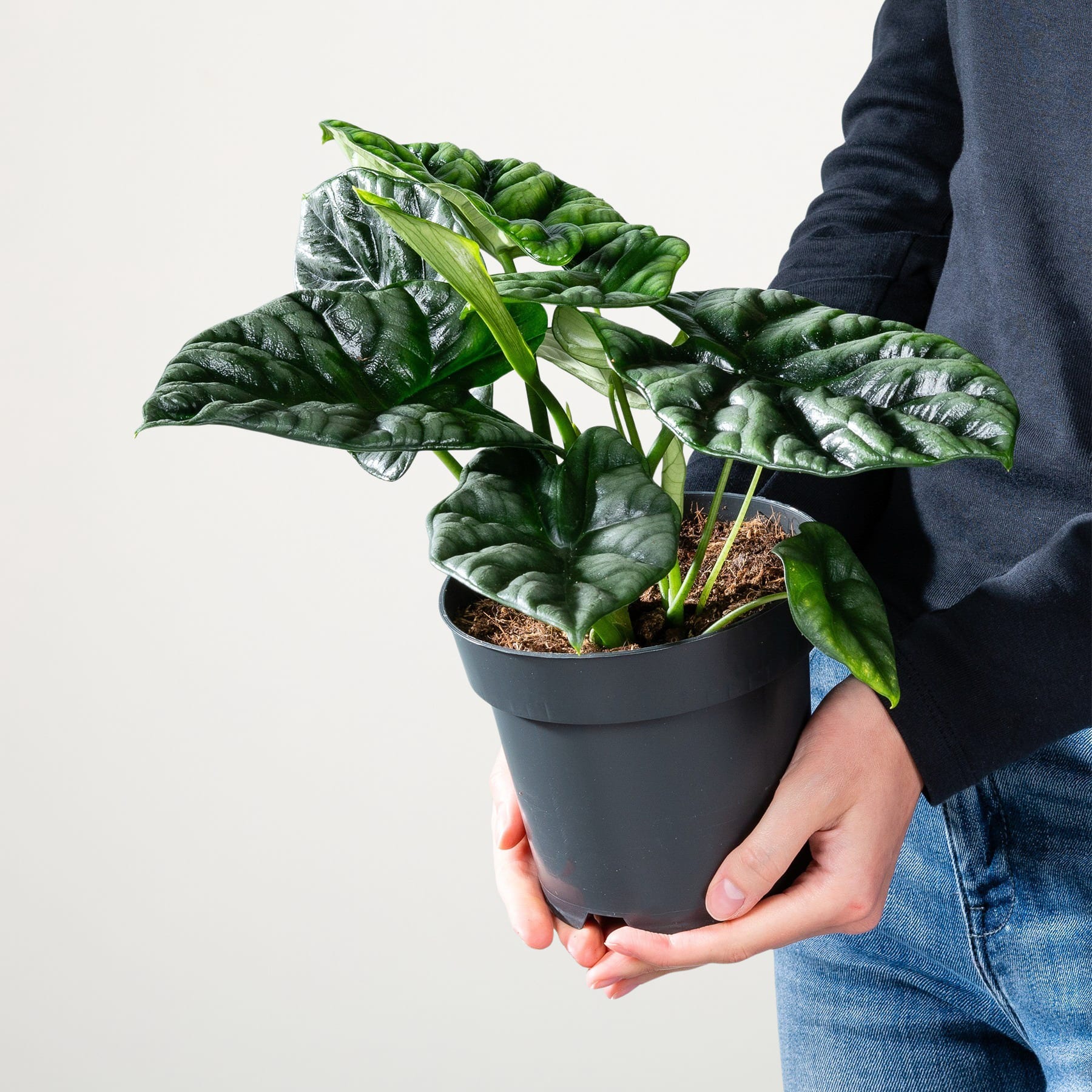 Eine Person im dunklen Anzug hält eine Topfpflanze mit großen, üppigen grünen Blättern vor einem schlichten weißen Hintergrund.