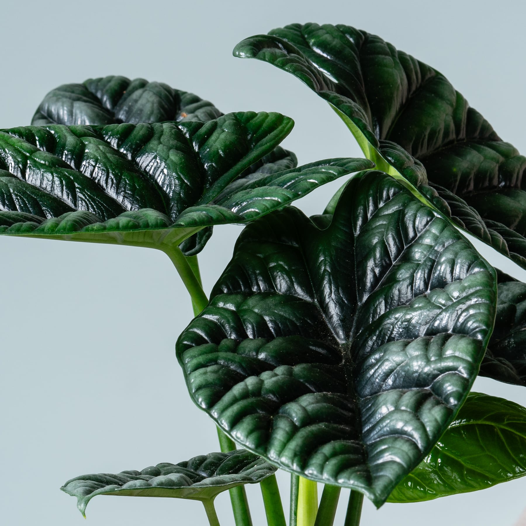Üppige, leuchtend grüne Blätter mit komplizierten Mustern und Texturen dominieren den Rahmen und erzeugen vor einem gedämpften Hintergrund eine fesselnde und optisch beeindruckende botanische Darstellung.