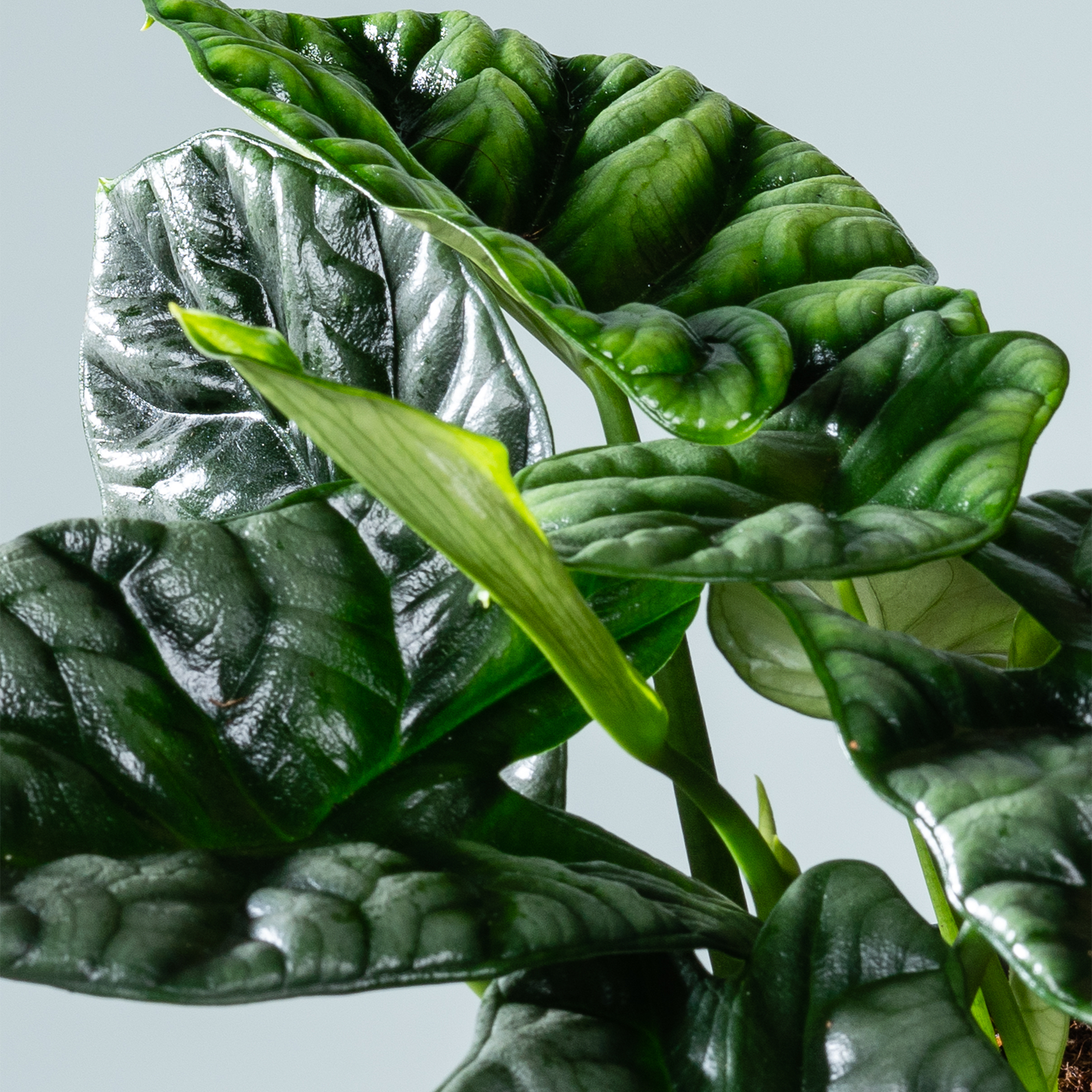 Das Bild zeigt eine Nahaufnahme üppiger, leuchtend grüner Blätter, wahrscheinlich von einem Blattgemüse oder einer Blattpflanze, vor einem schlichten, hellen Hintergrund.