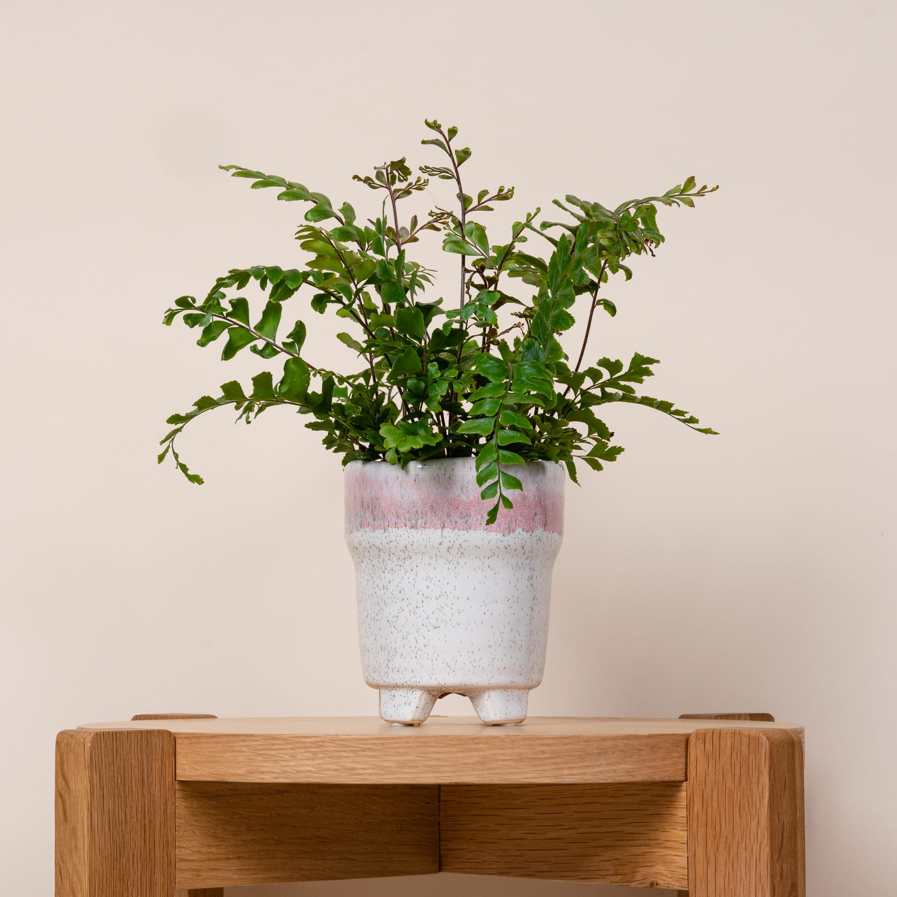 Eine Topfpflanze mit üppigen grünen Blättern steht auf einem Holzregal vor einem beigen Hintergrund.