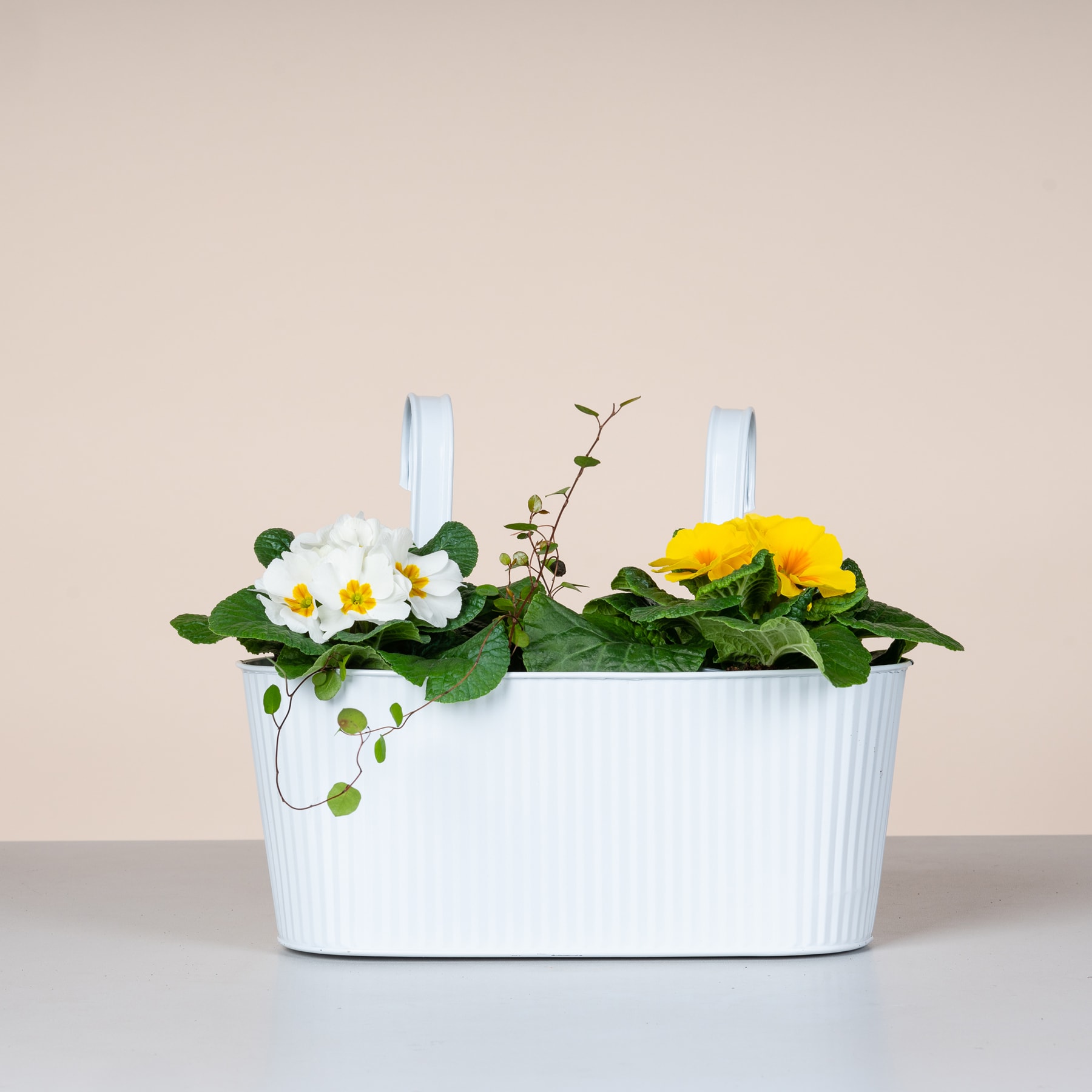 Ein weißer, gerippter Pflanzbehälter enthält ein farbenfrohes Arrangement aus gelben und weißen Blumen, umgeben von einem neutralen beigen Hintergrund.