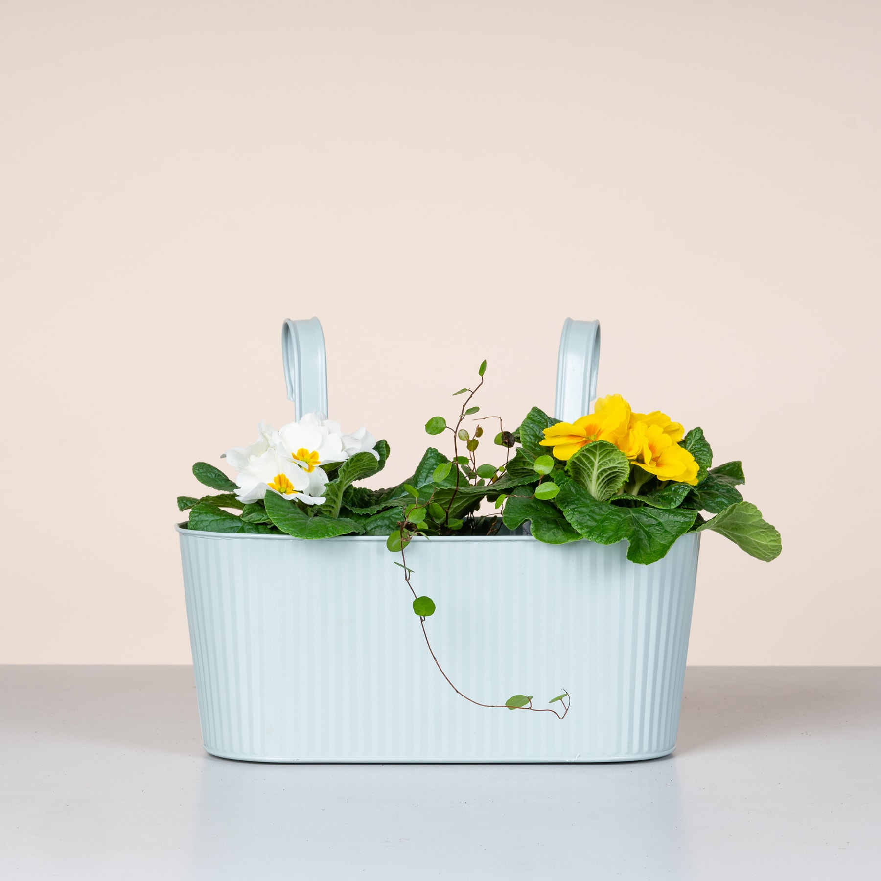 Ein hellblauer rechteckiger Blumentopf mit leuchtend gelben und weißen Blumen vor einem schlichten beigen Hintergrund.
