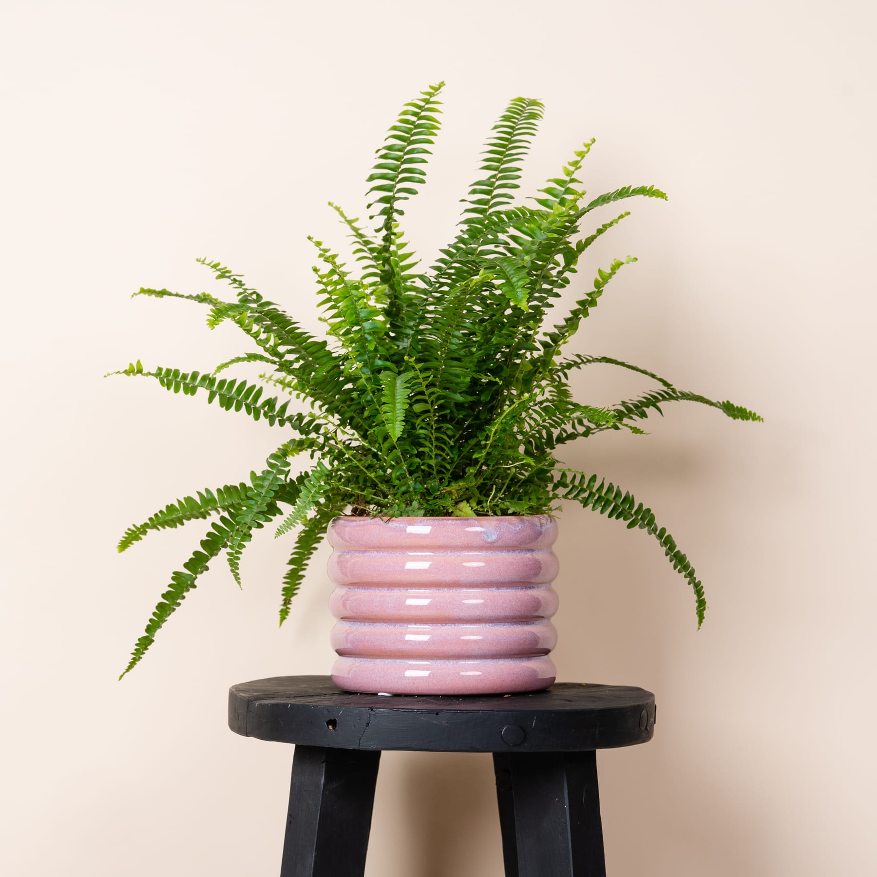 Eine üppige, grüne Farnpflanze wird in einem rosa, gerippten Keramiktopf präsentiert und steht auf einem einfachen schwarzen Holzhocker vor einem schlichten, hellen Hintergrund.