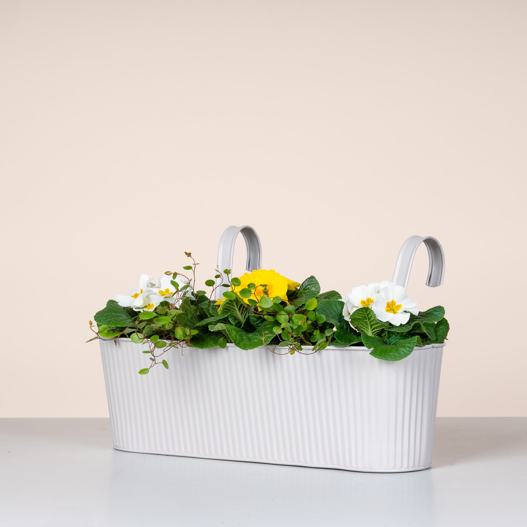 Ein weißer, rechteckiger Blumentopf voller üppigem Grün und leuchtend gelben Blumen steht auf einer schlichten, hellen Oberfläche.