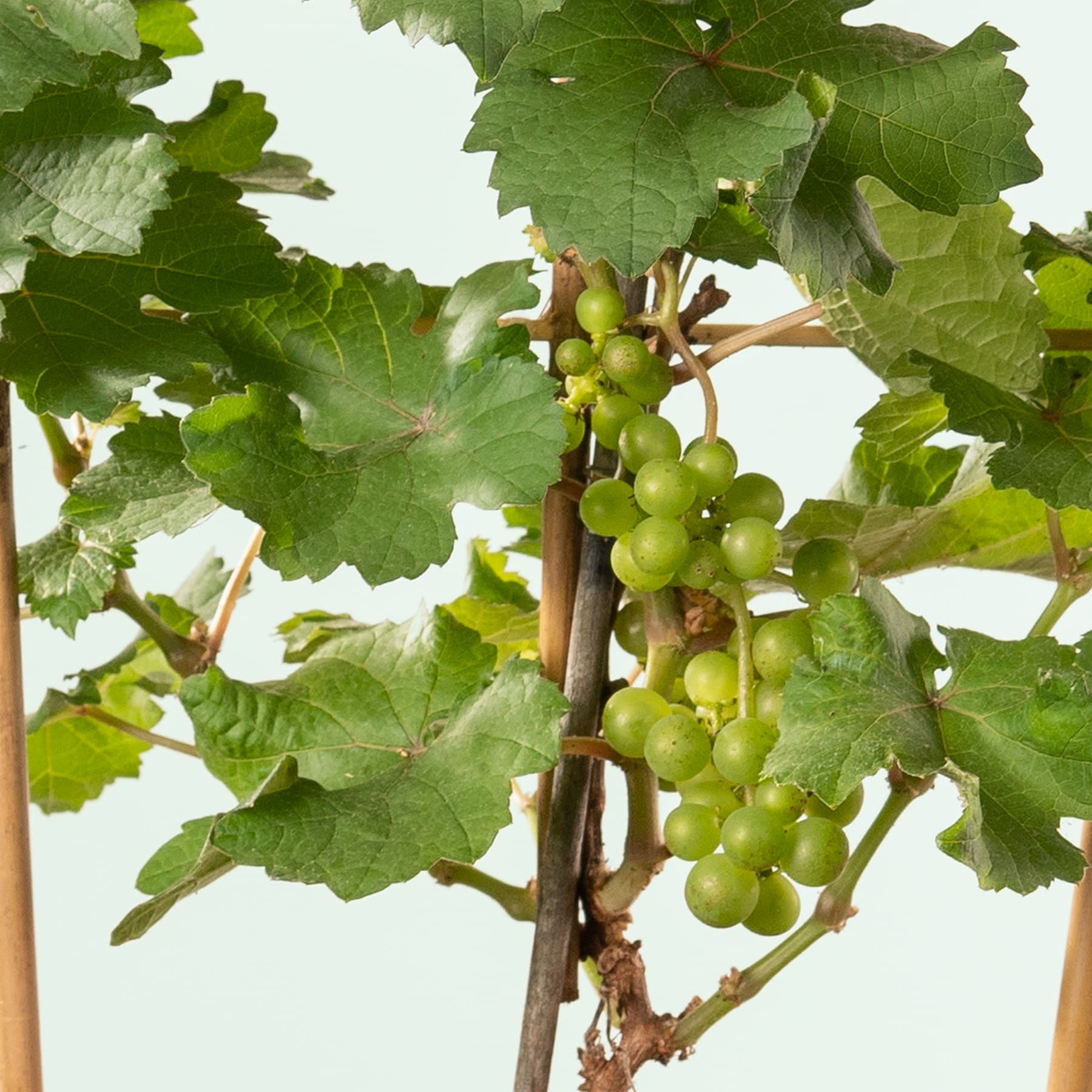 Das Bild zeigt eine Traube grüner Trauben an einem Weinstock, umgeben von üppigen grünen Blättern. Der Hintergrund wirkt hell und neutral, wodurch die leuchtenden Farben der Trauben und des Laubes besonders gut zur Geltung kommen.