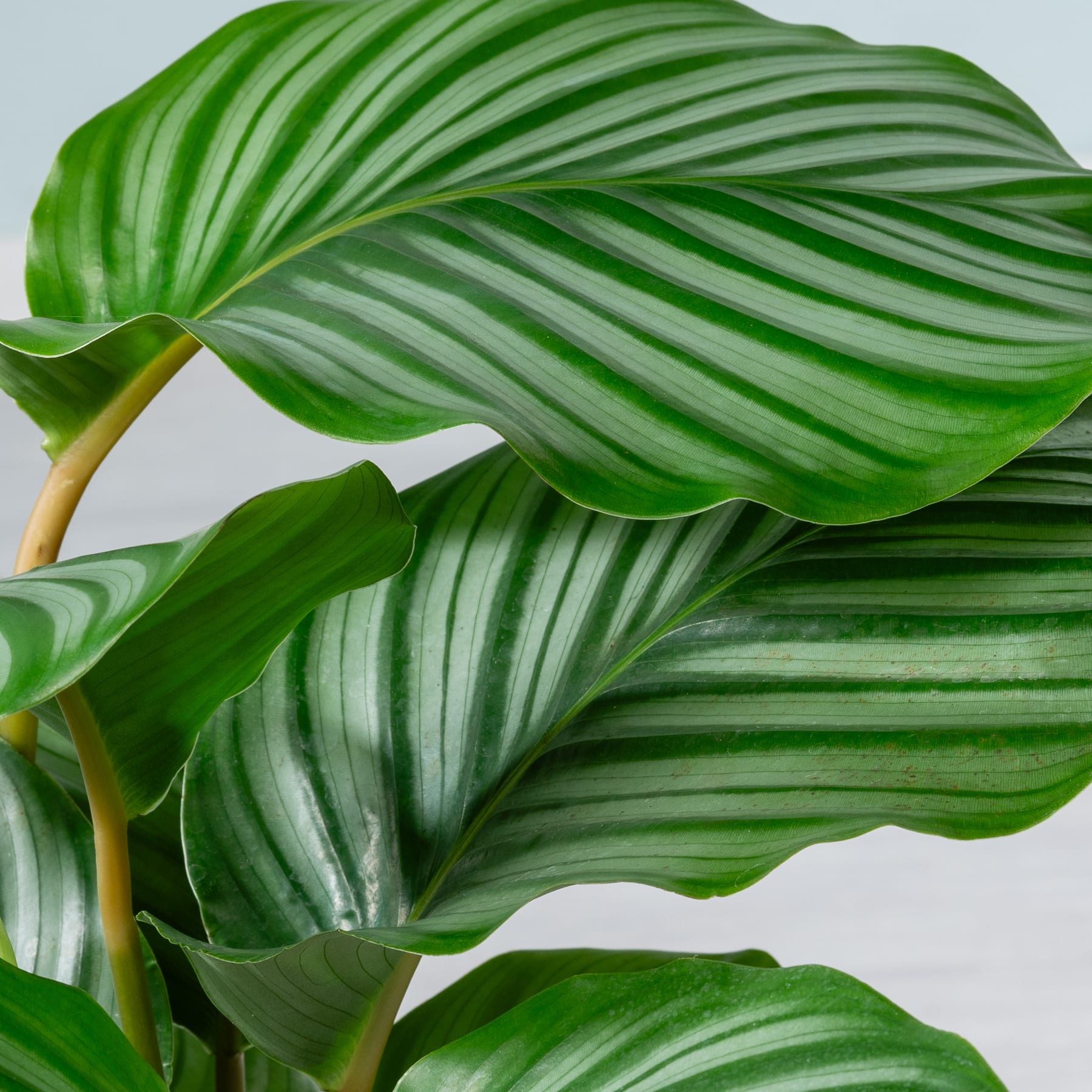 Üppige, leuchtend grüne Blätter mit deutlichen Streifenmustern füllen den Rahmen und erzeugen vor einem schlichten Hintergrund eine optisch beeindruckende und ruhige botanische Komposition.