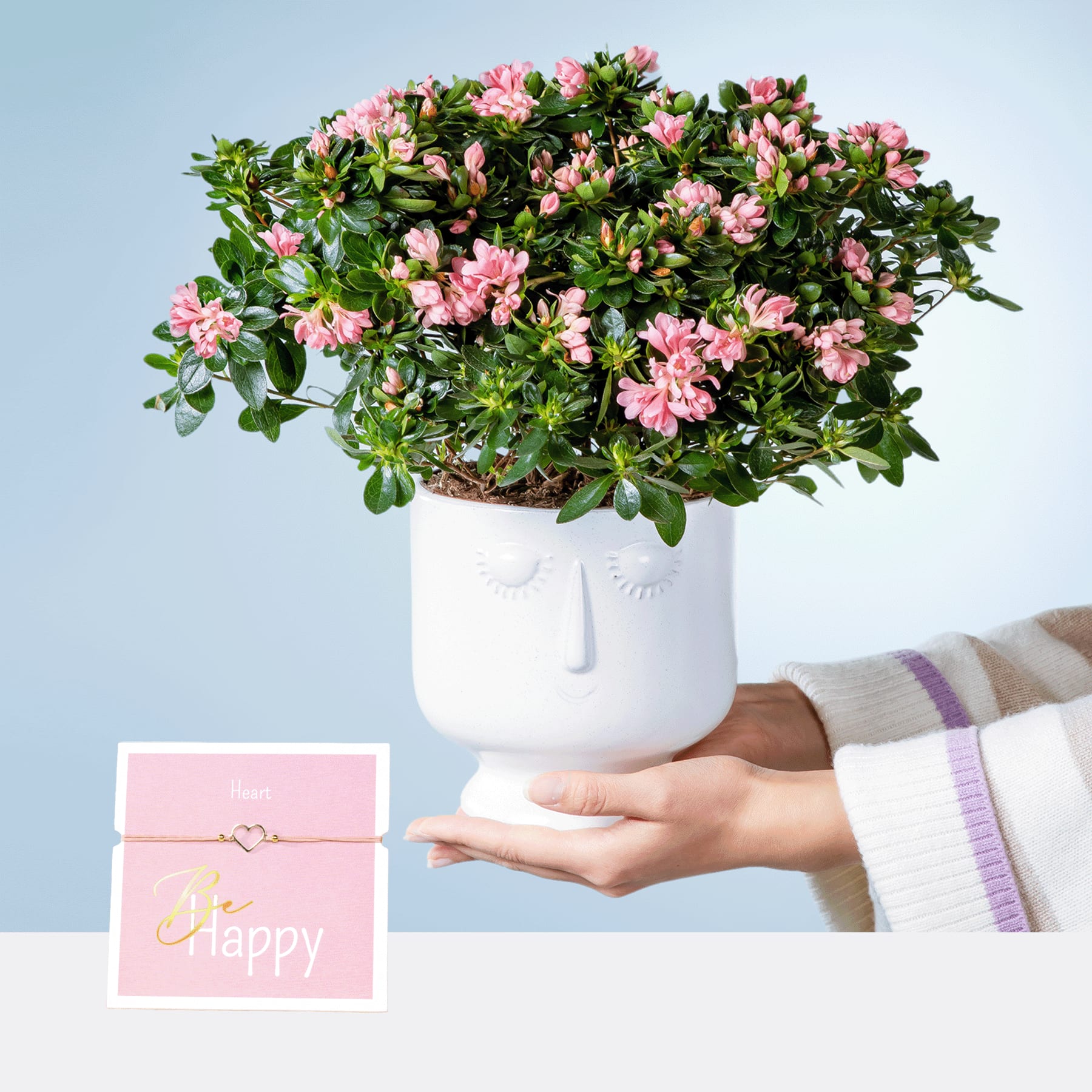 Ein Strauß leuchtend rosa Azaleenblüten in einem weißen Keramiktopf, gehalten in den Händen einer Person vor einem hellblauen Hintergrund, mit einer rosa Geschenkbox im Vordergrund.