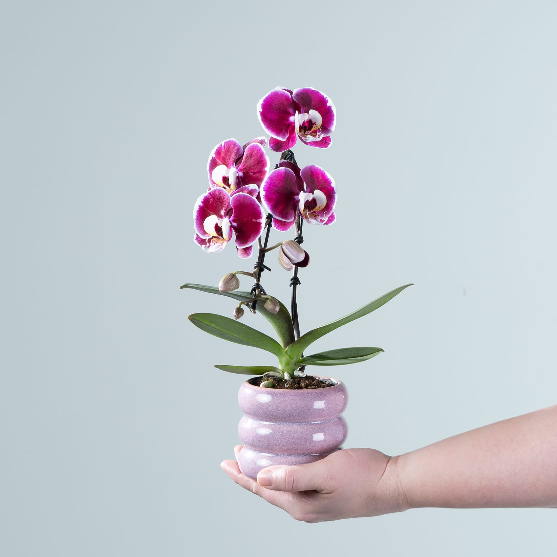 Eine Person hält vor einem hellblauen Hintergrund eine leuchtend violett-weiße Orchidee in den Händen.