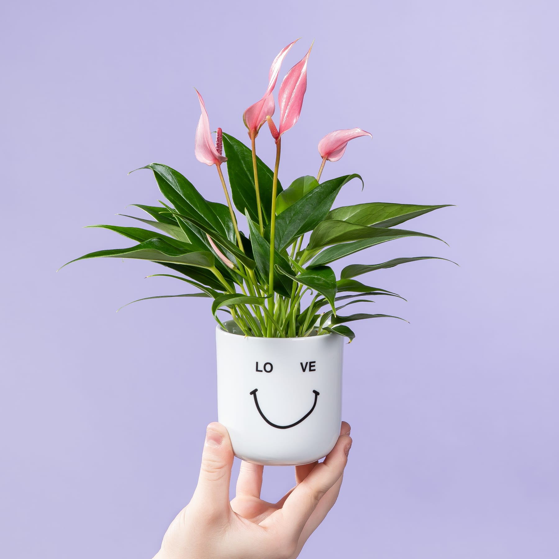 Ein weißer Keramiktopf mit einem Smiley-Gesicht hält einen farbenfrohen Strauß rosa Anthurienblüten vor einem sanften Lavendelhintergrund.