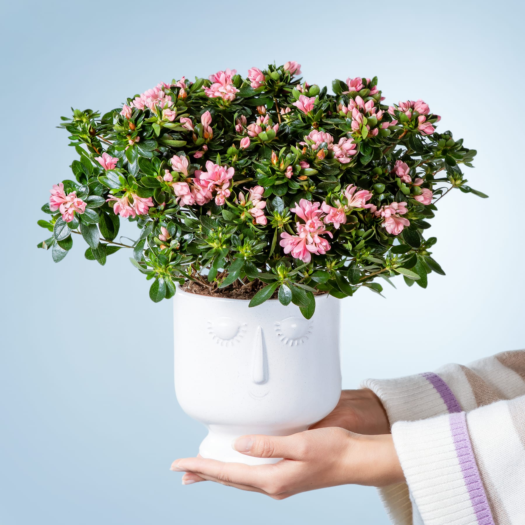 Vor einem schlichten blauen Hintergrund hält eine Person einen weißen Keramiktopf mit üppigen, leuchtend rosa Azaleenblüten in den Händen.