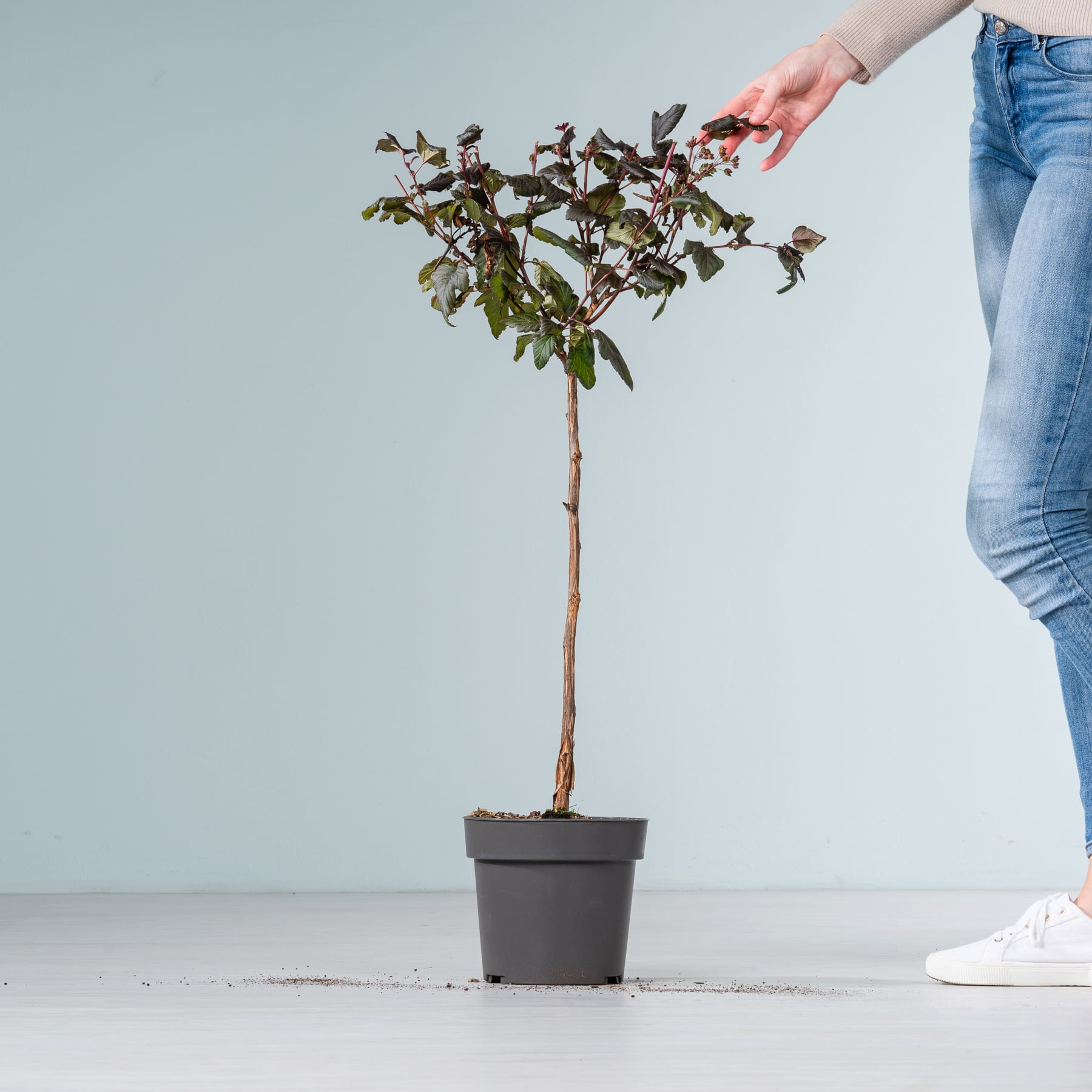 Auf einer schlichten weißen Fläche steht ein kleiner Topfbaum mit grünen Blättern, nach dem eine Person ihre Hand ausstreckt.