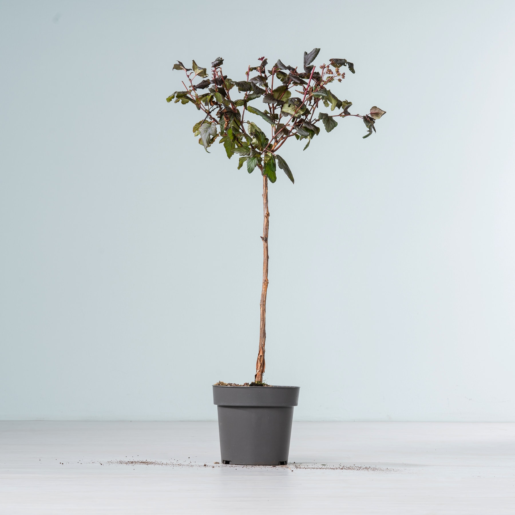 Ein kleiner Topfbaum mit grünen und violetten Blättern steht auf einer schlichten weißen Fläche vor einem hellblauen Hintergrund.