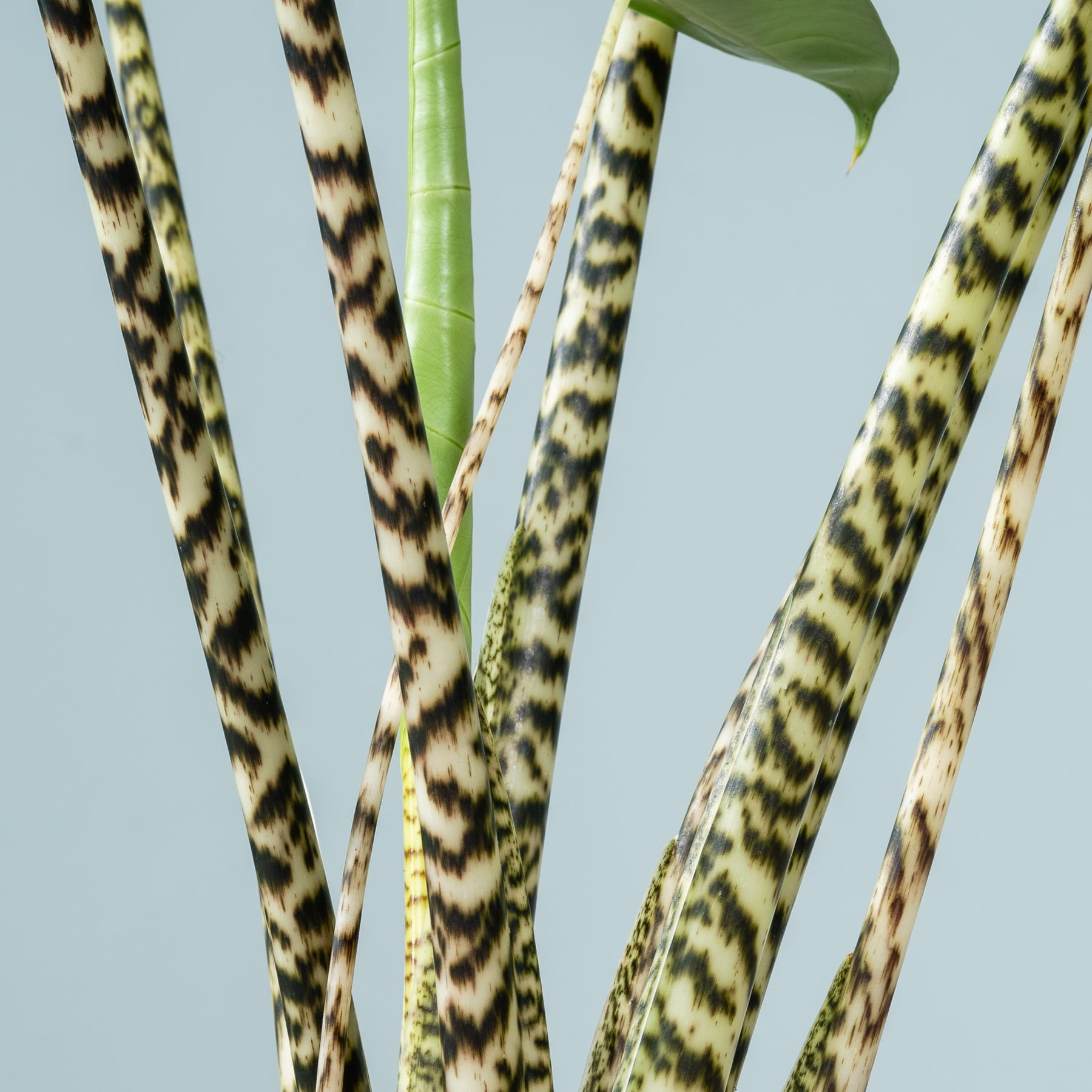 Das Bild zeigt mehrere lange, schlanke grüne Blätter mit charakteristischen dunklen Mustern vor einem hellblauen Hintergrund.