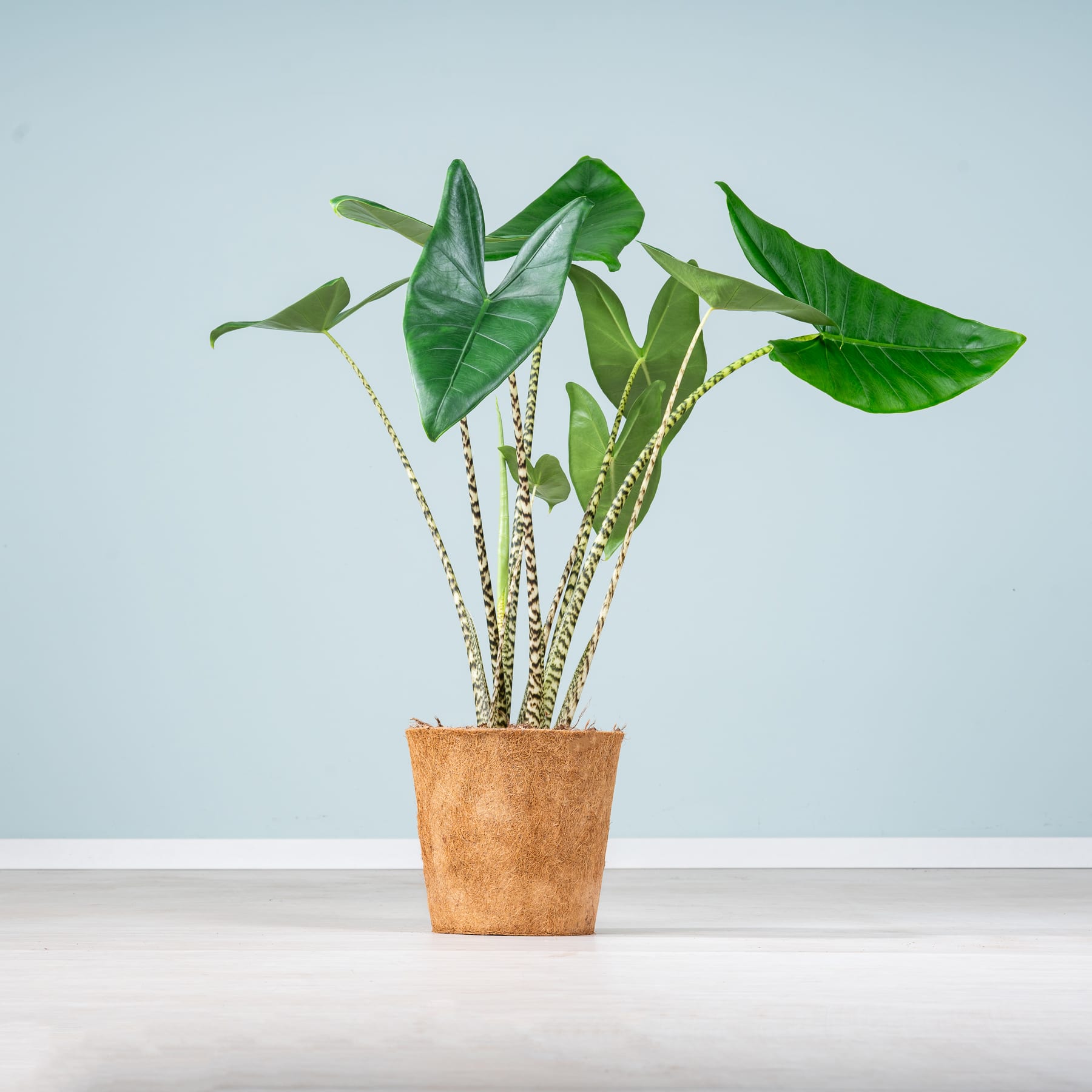 Eine Topfpflanze mit großen, üppig grünen Blättern steht auf einer weißen Fläche vor einem hellblauen Hintergrund.