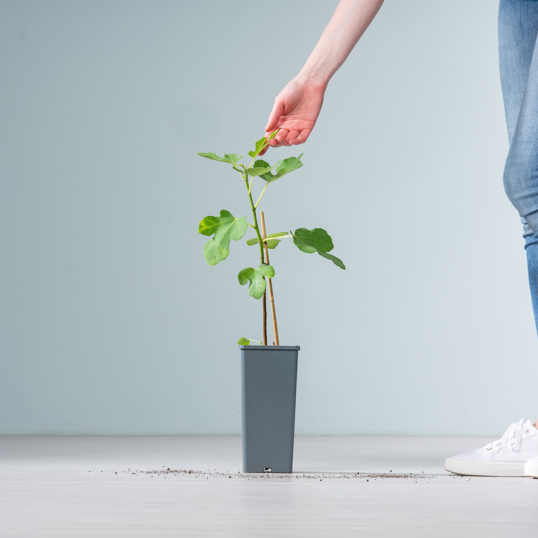 Eine Hand hält sanft eine kleine grüne Pflanze in einem grauen Blumentopf vor einem schlichten Hintergrund.