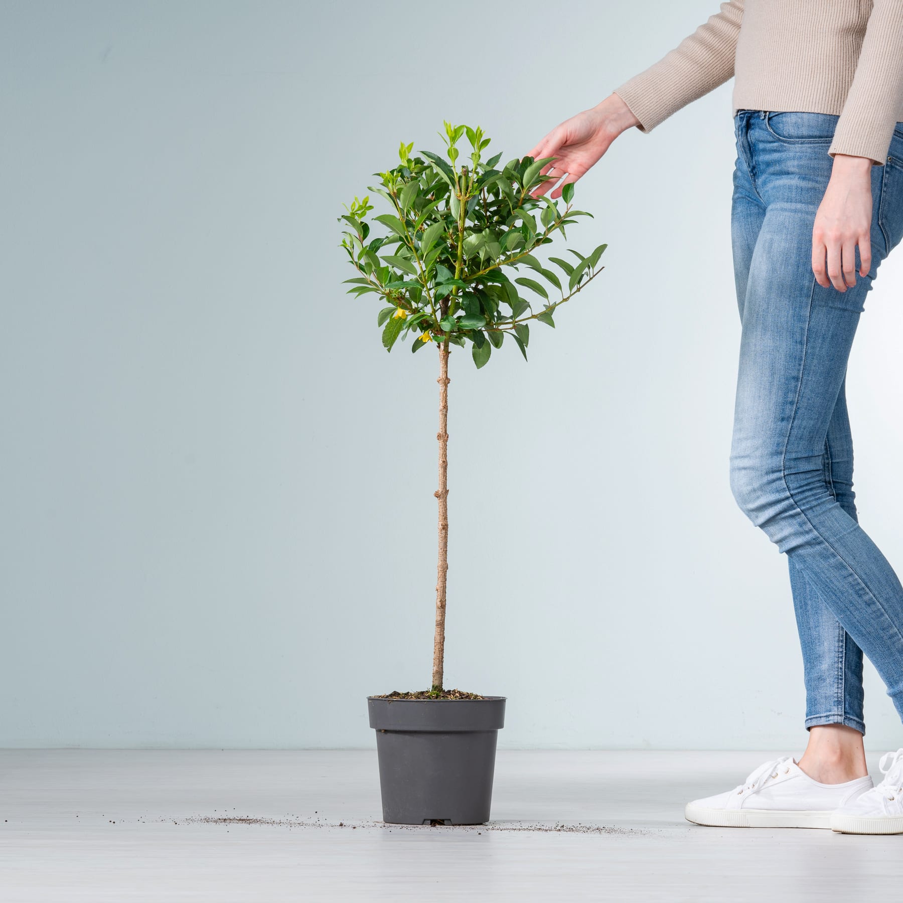 Eine Topfpflanze mit üppigen grünen Blättern wird von einer Person in Jeans und weißen Turnschuhen vor einem schlichten hellen Hintergrund gehalten.