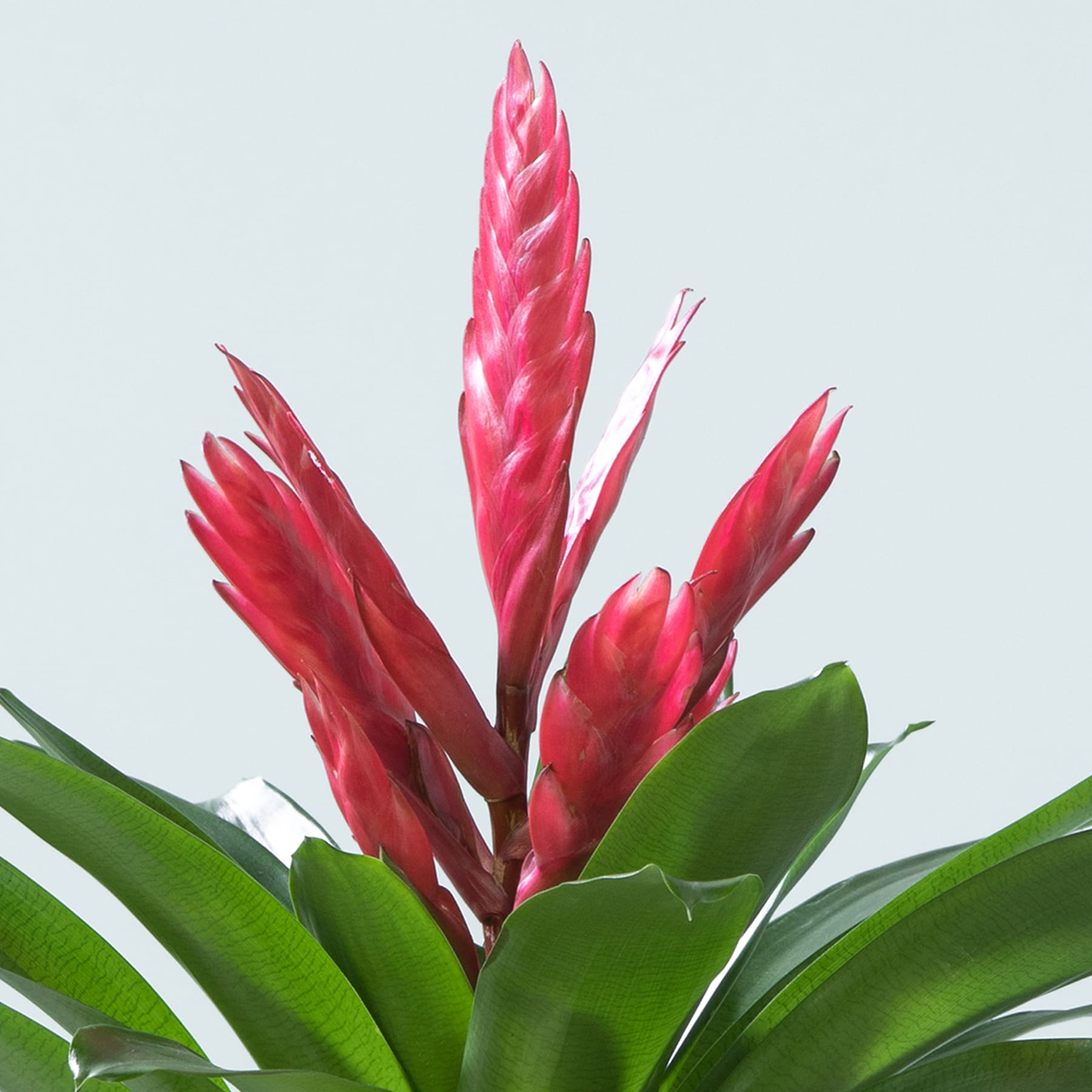 Leuchtend rote Bromelienblüten mit grünen Blättern heben sich von einem schlichten Hintergrund ab.