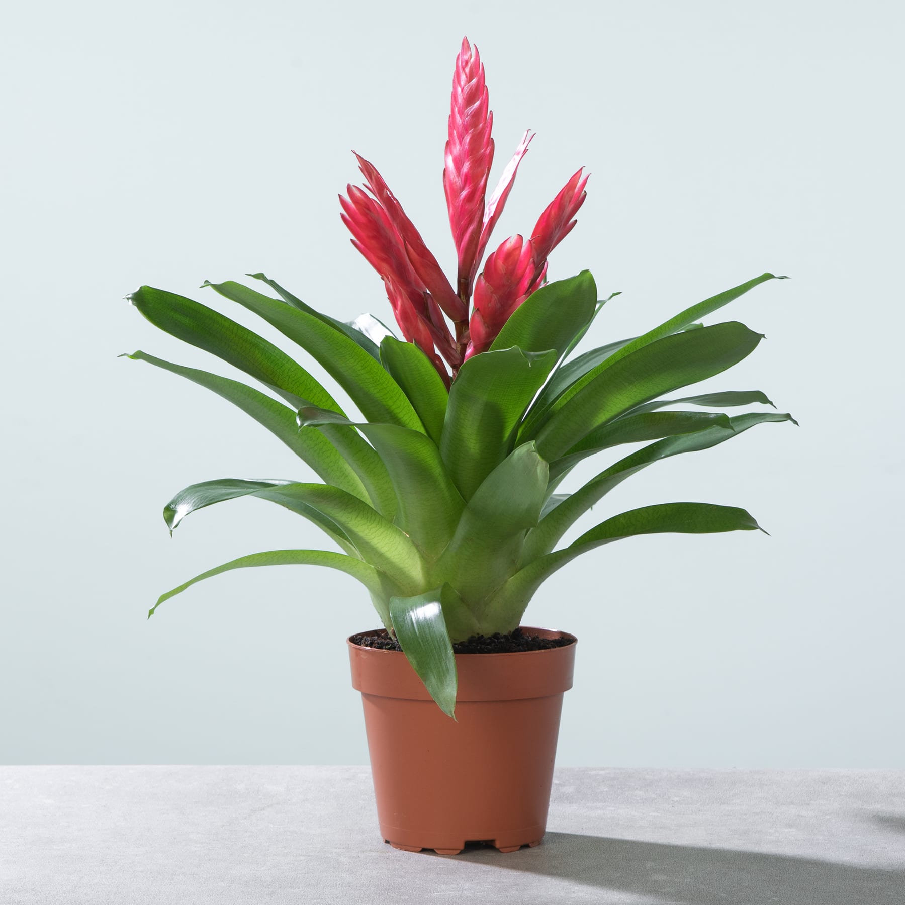 Eine leuchtend rote Bromelie mit üppigen grünen Blättern steht in einem Terrakotta-Topf auf einer hellen Oberfläche vor einem schlichten Hintergrund.
